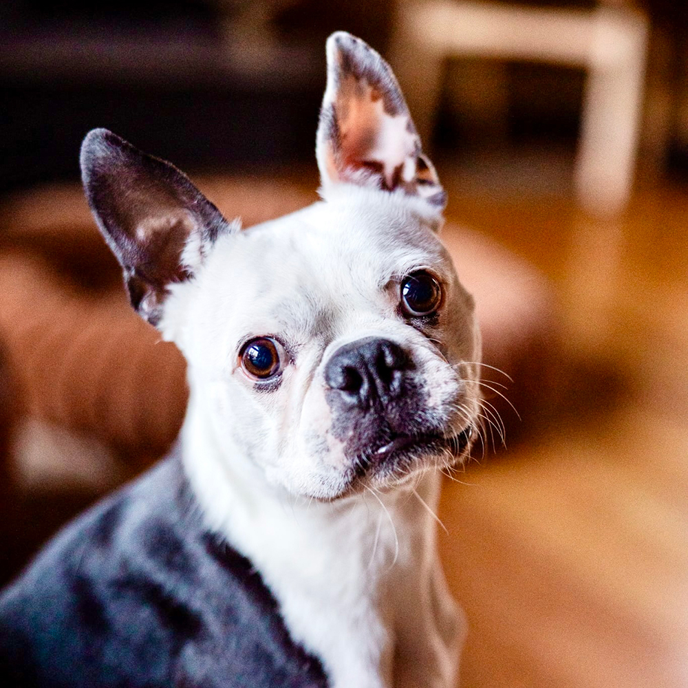 A close-up of a small dog with one ear upright and the other flopped, looking at the camera indoors.