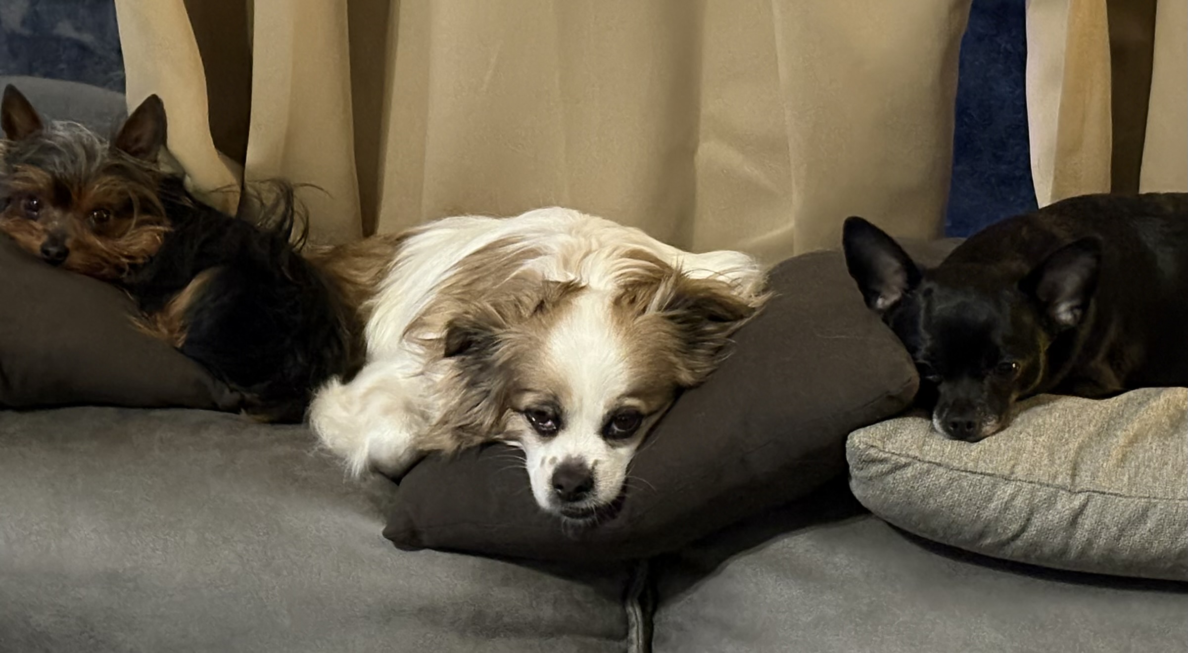 Three dogs lying on a couch, resting on cushions, with curtains in the background.