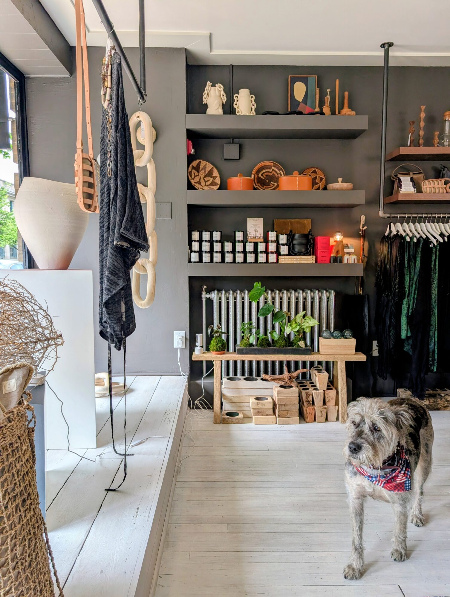 A dog with a red bandana stands on a light-colored wooden floor in a room with shelves, plants, and hanging clothes.