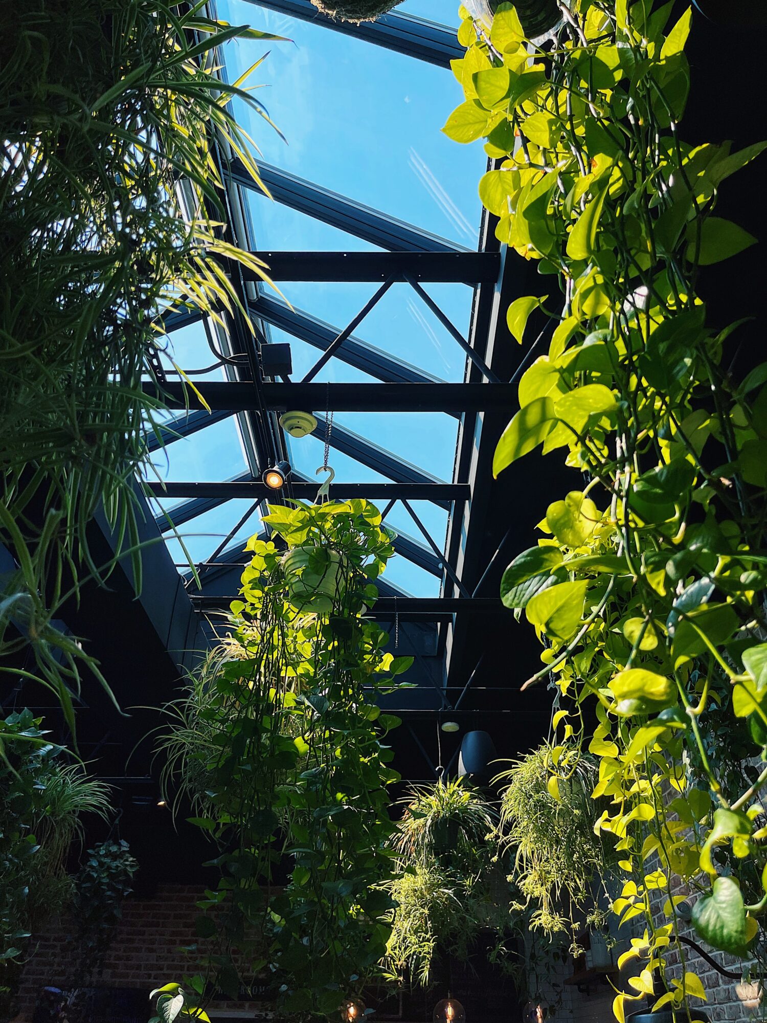 View of a glass ceiling with metal framework, surrounded by lush green plants and foliage.