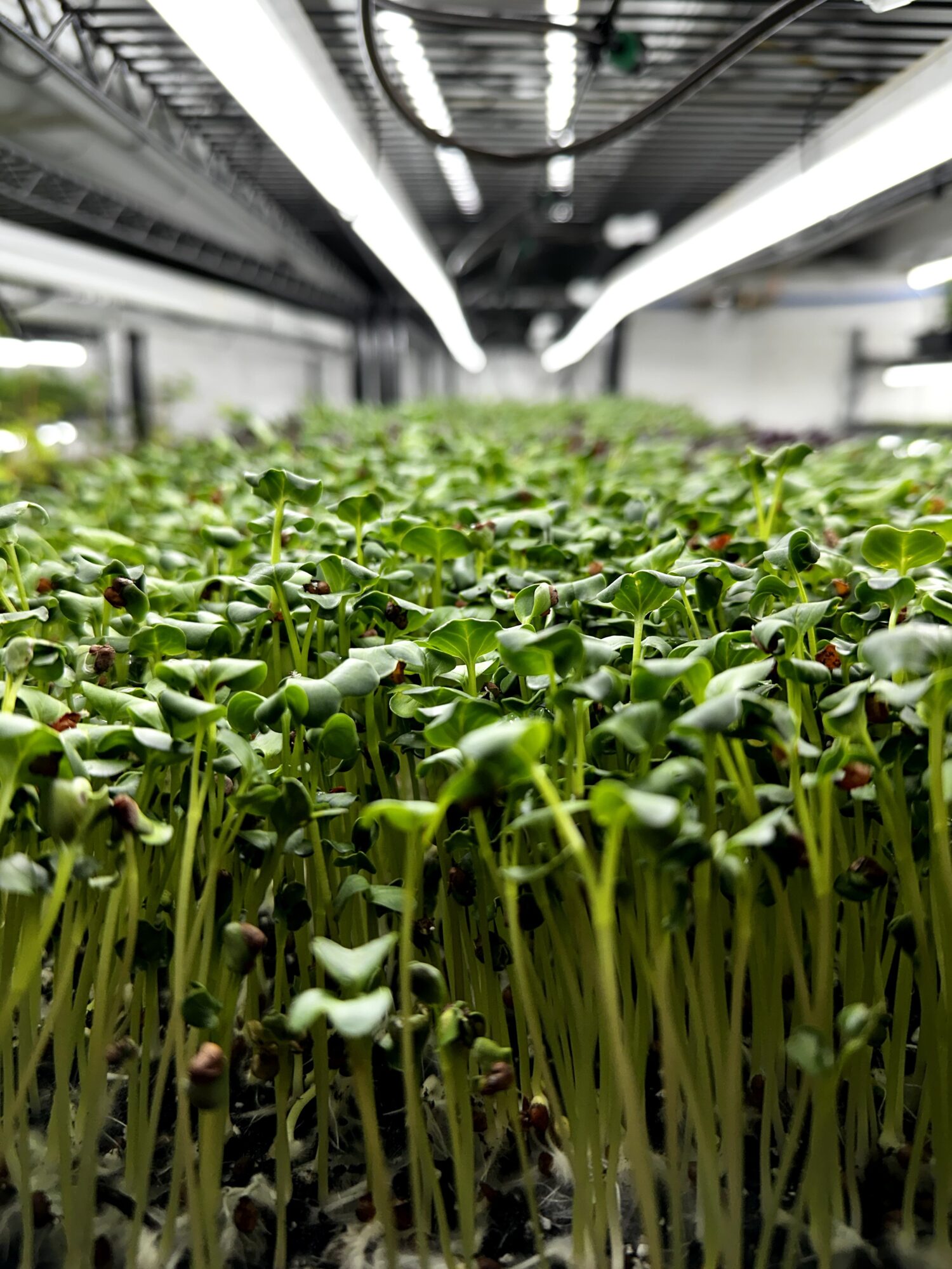 Green seedlings growing densely under bright indoor grow lights in a controlled environment.