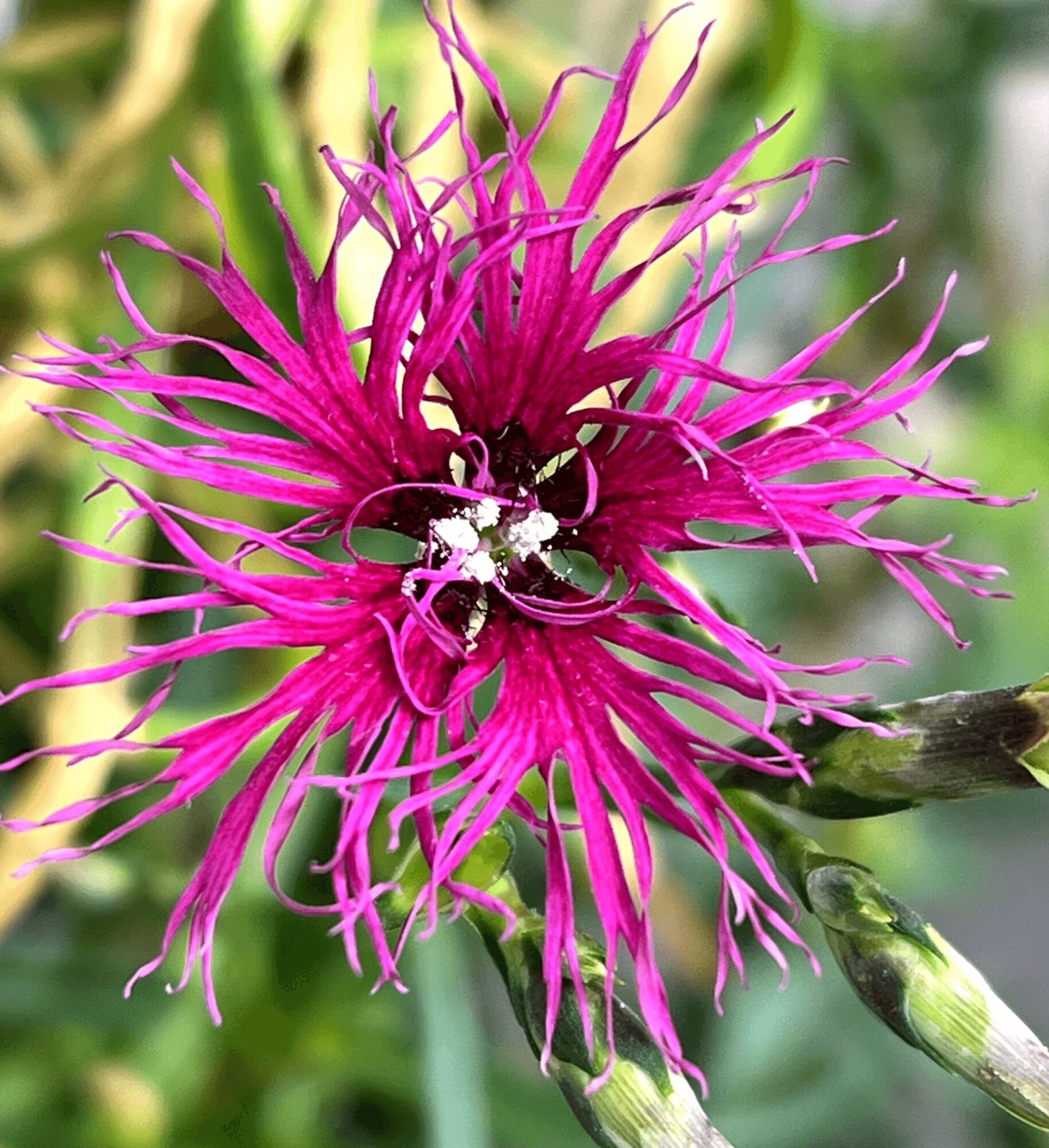 Close-up of a vibrant pink and purple flower with spiky, elongated petals and green background.