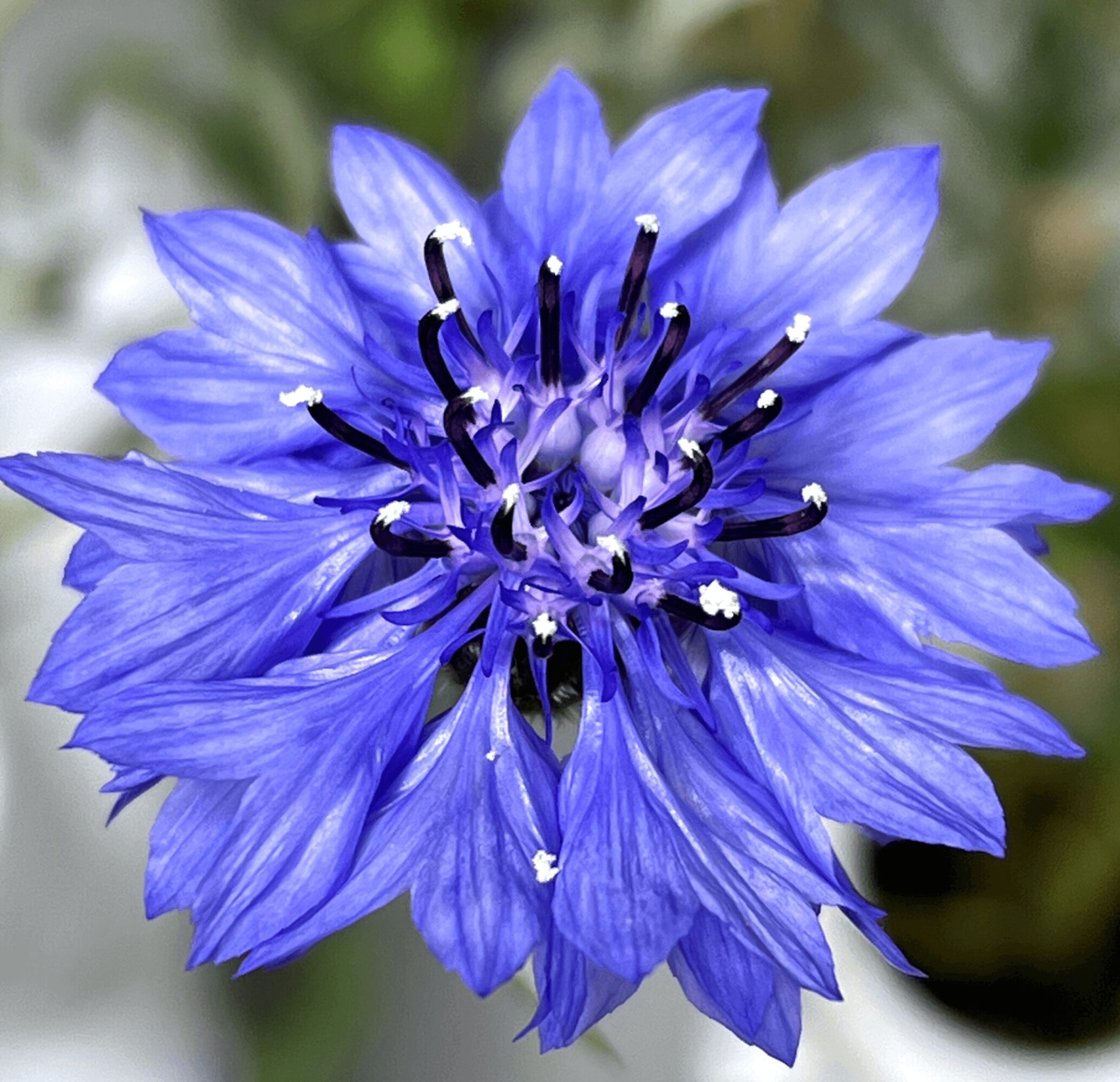 Close-up of a vibrant blue flower with multiple petals and dark stamens, blurred green background.