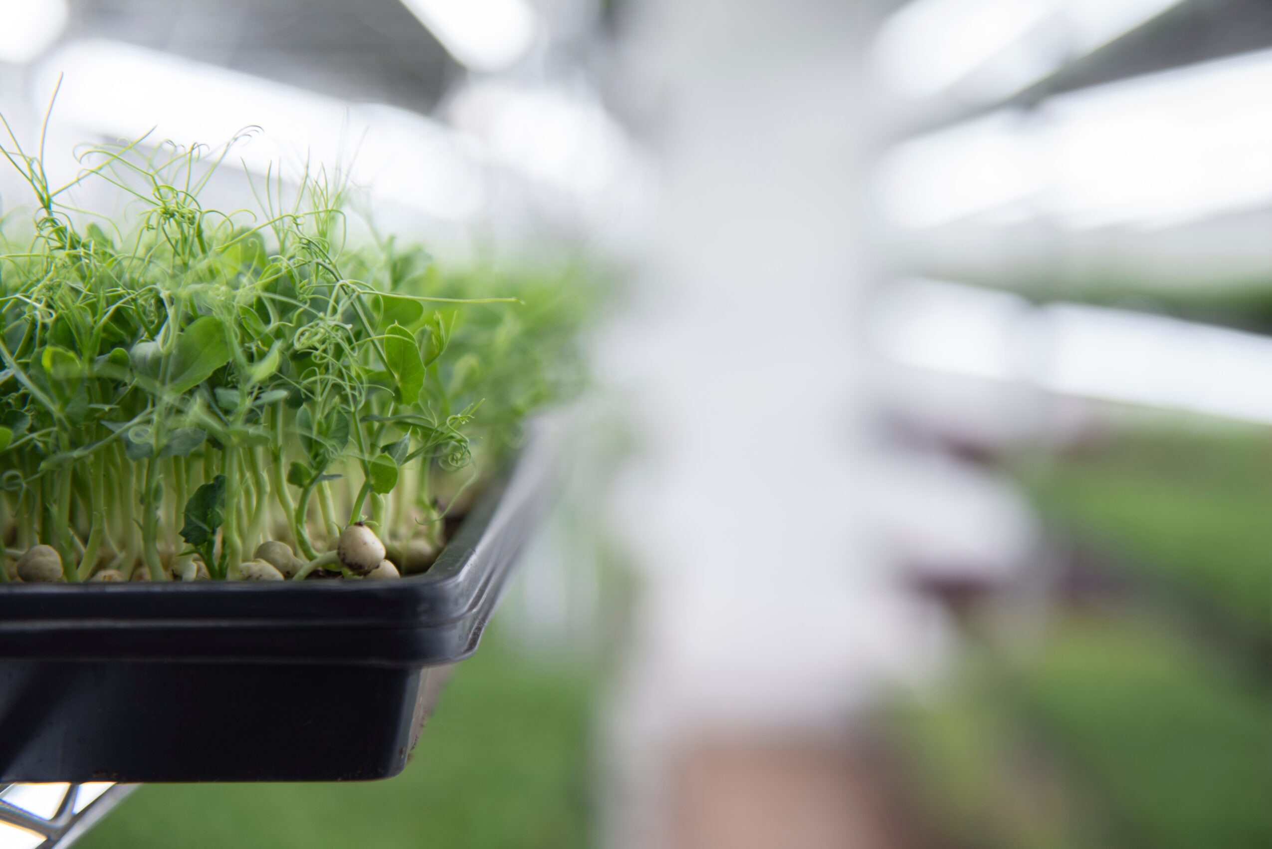 Close-up of green seedlings growing in a black tray, with a blurred background of a greenhouse or garden.