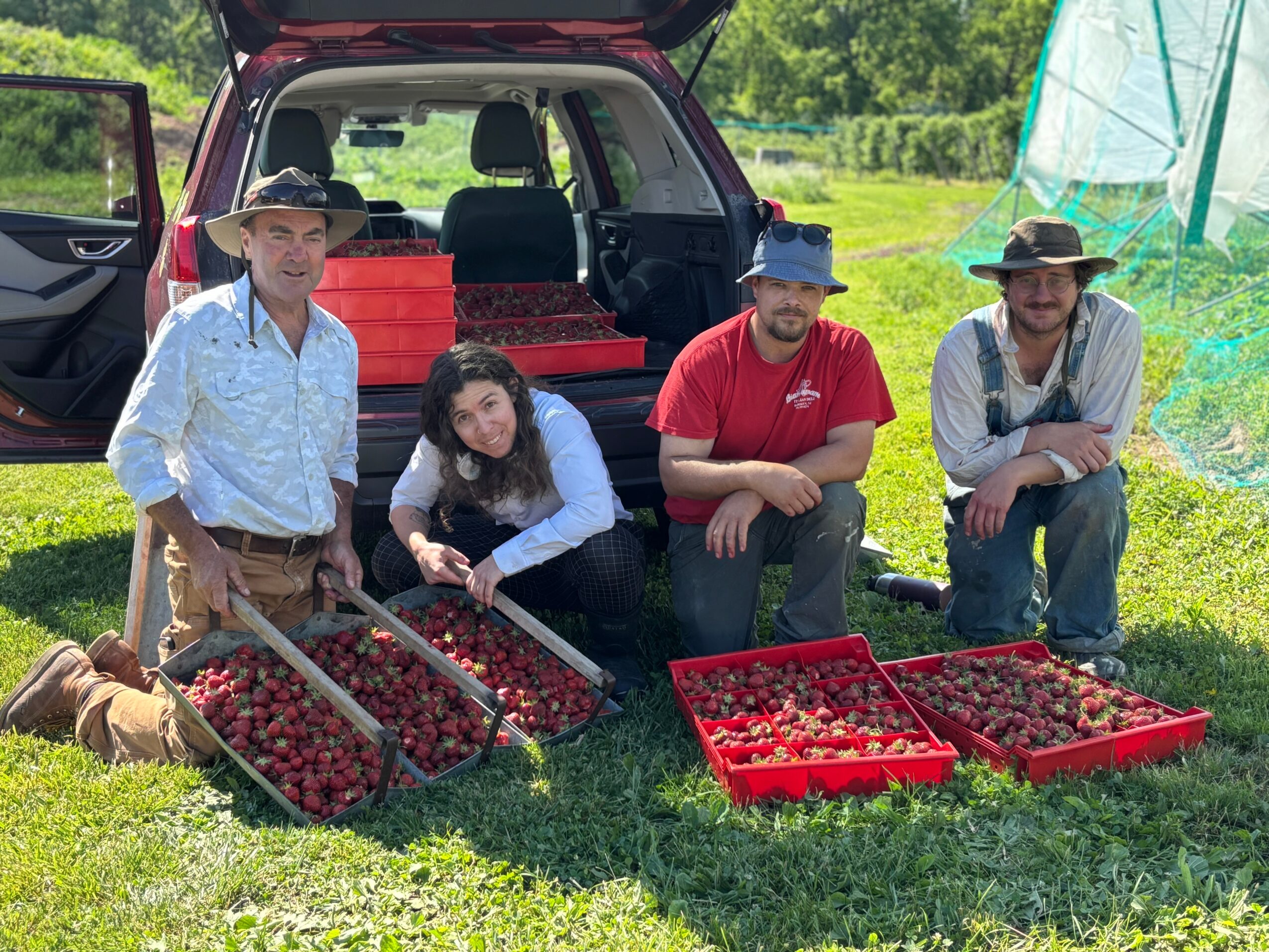 Four people outdoors with crates of strawberries, a car, and green trees in the background.