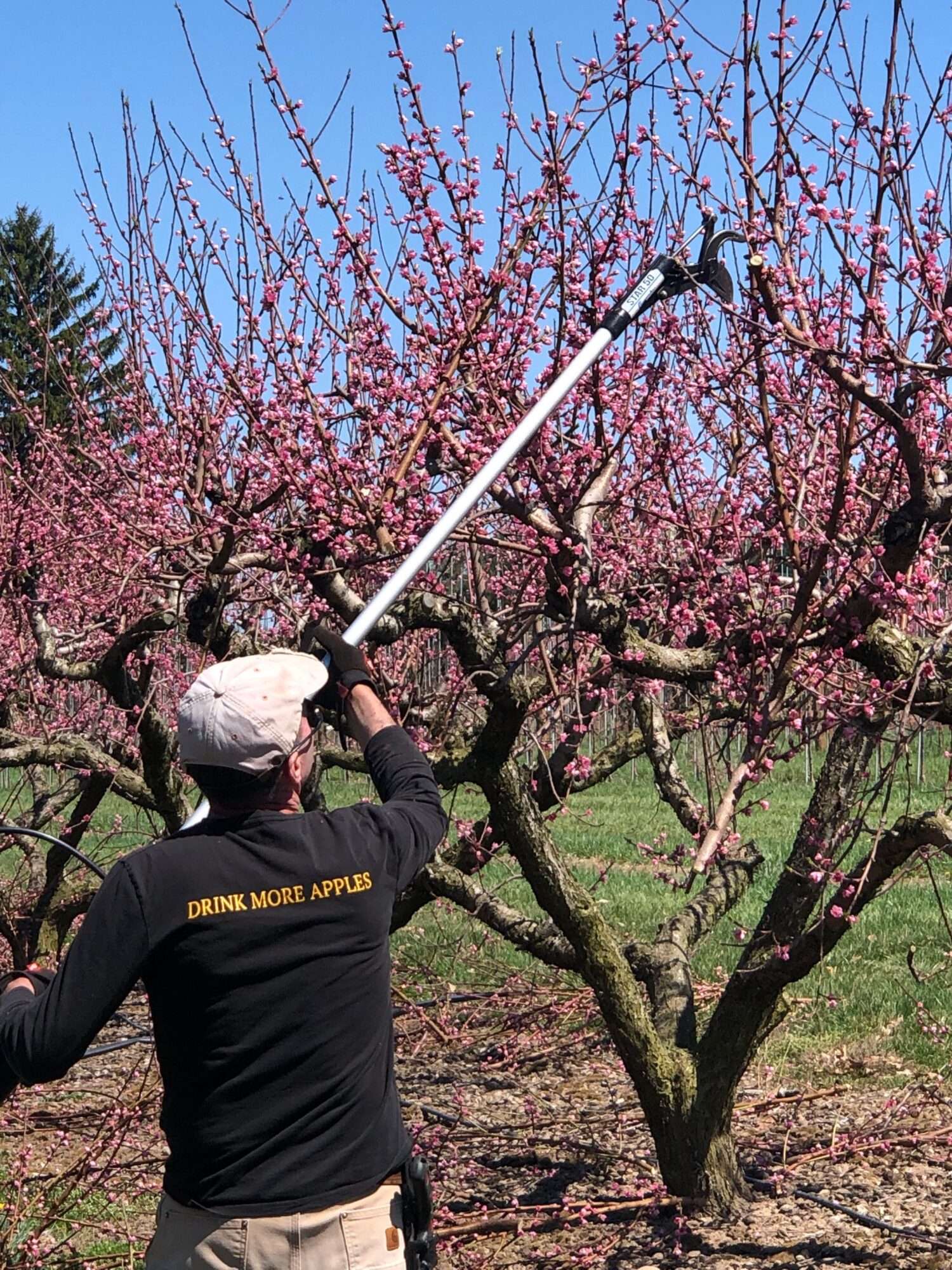 Person pruning a pink flowering tree in a garden with blue sky, wearing a black shirt and beige pants.