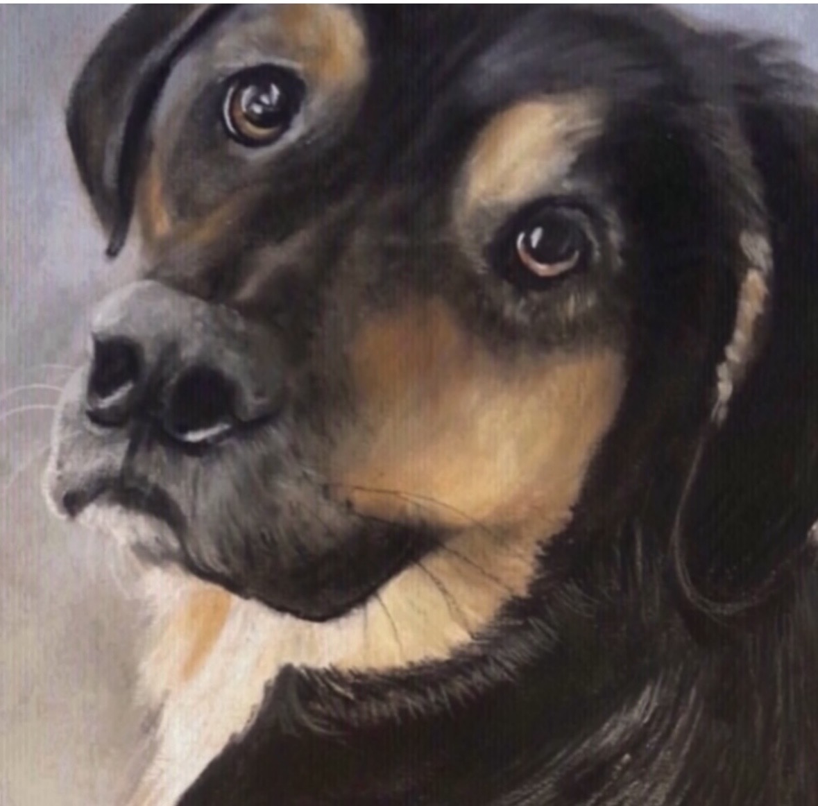 Close-up of a dog's face with black and tan fur, looking directly at the camera.
