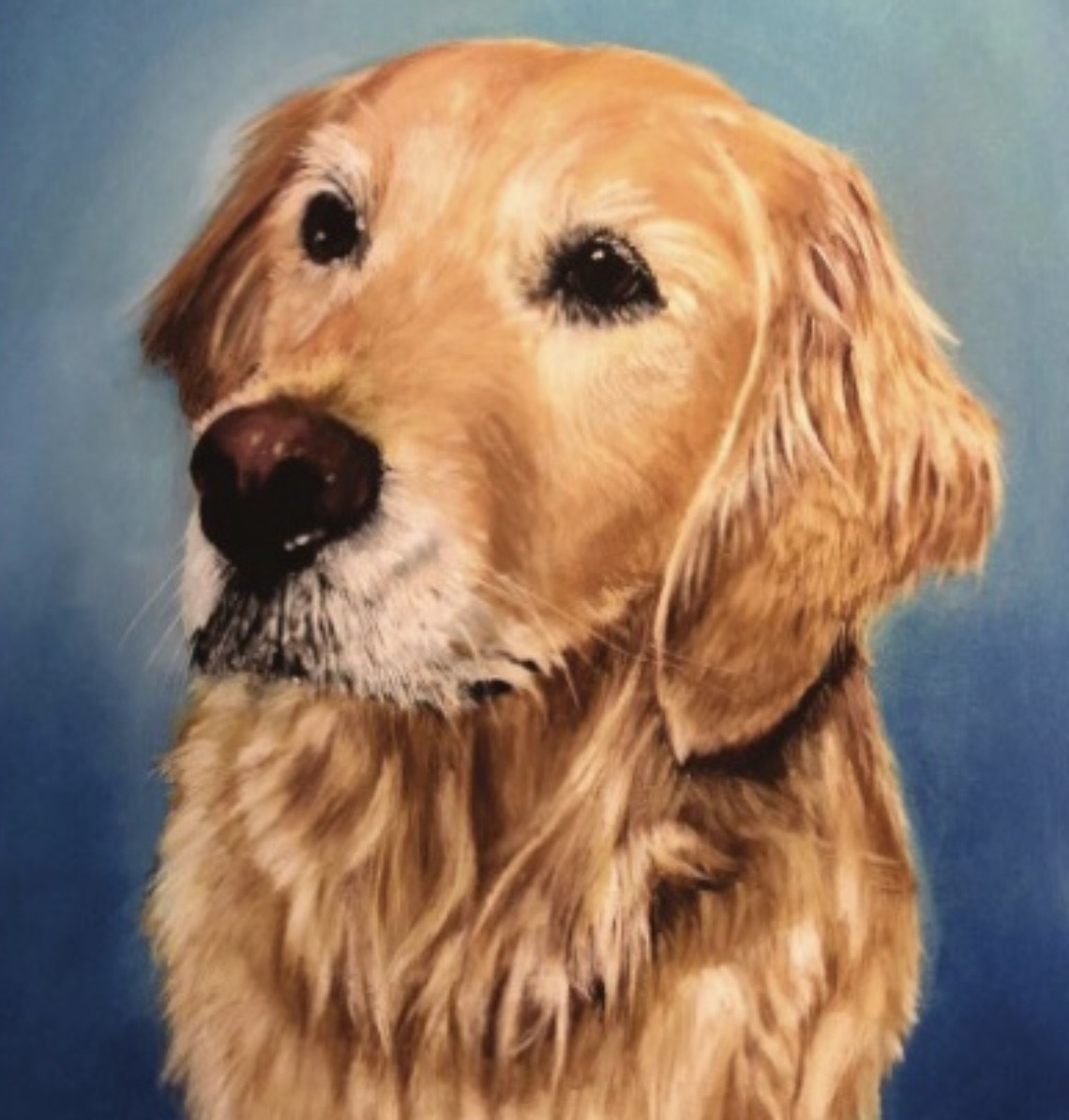 Golden retriever with a calm expression, facing slightly to the right, against a blue background.