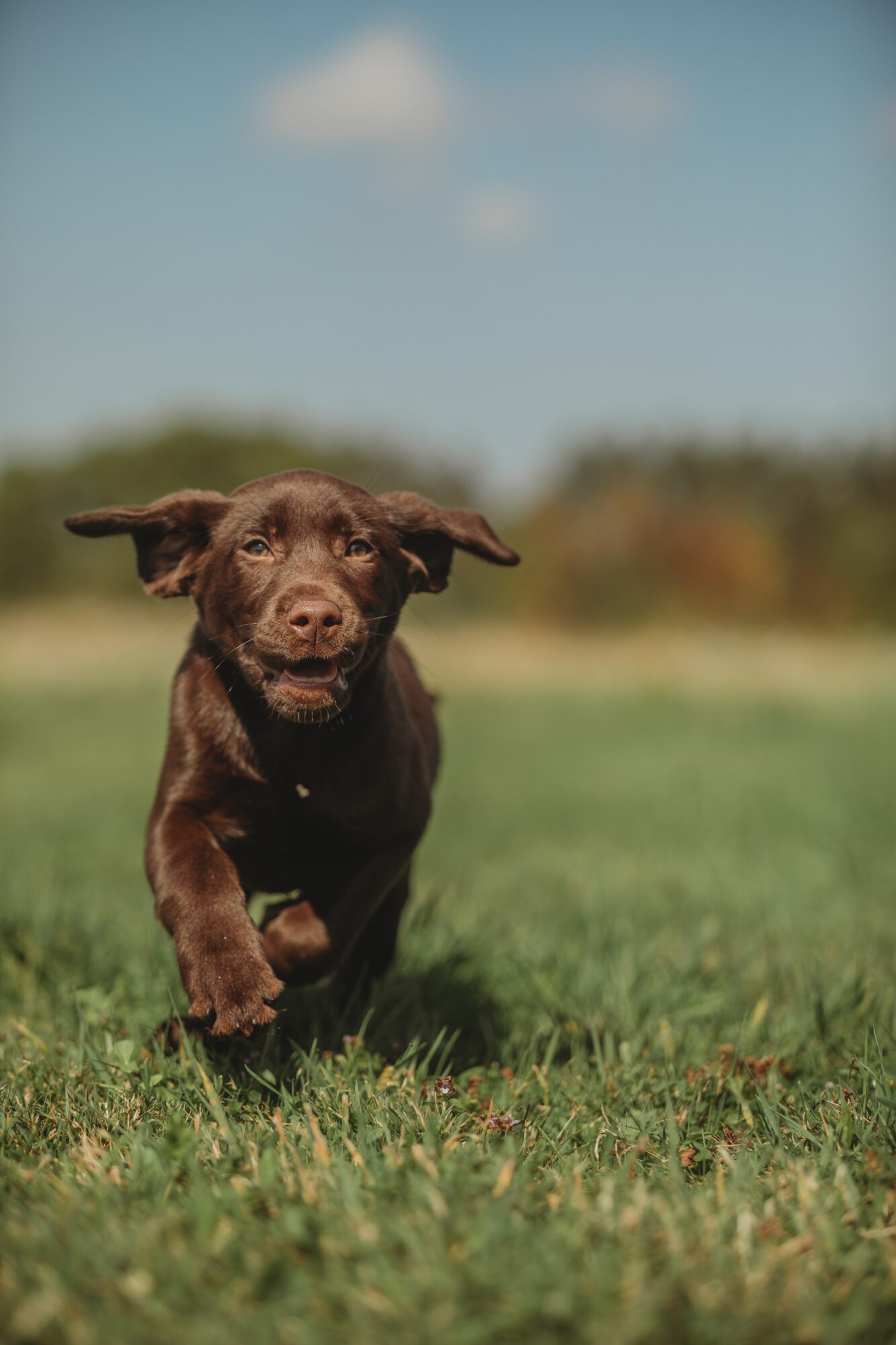 Brown puppy running on grass with a blue sky and clouds in the background