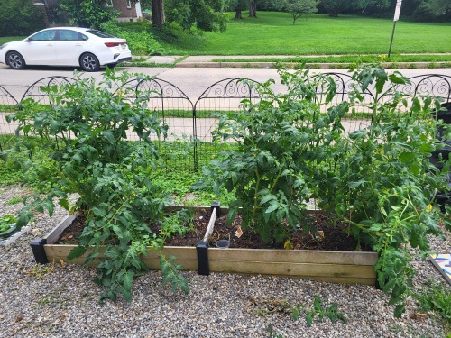 Three tomato plants growing in a wooden raised garden bed with a metal fence behind, on a gravel surface.