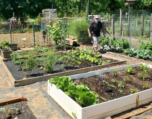 Person tending vegetable garden with raised beds and lush plants, surrounded by a fenced yard and trees.