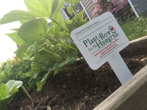 Young plant with green leaves in soil, supported by a white sign reading 'Plant a Row for the Hungry' with a red heart logo.