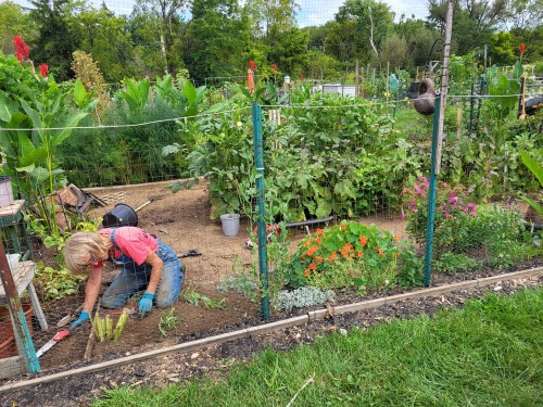 Child planting in a garden with green plants, flowers, and a fence, on a sunny day.