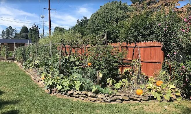 Garden with various plants, pumpkins, and a wooden fence, under a blue sky with trees and power lines in background.