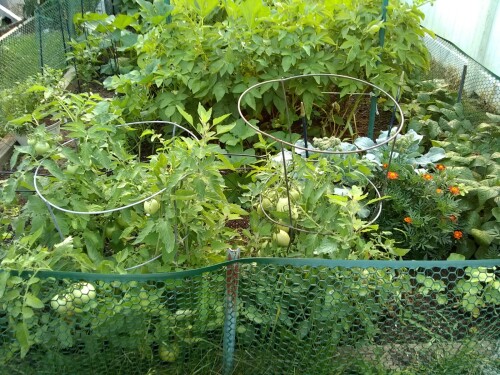 Vegetable garden with tomato plants, green foliage, and flowering plants, enclosed by a green mesh fence.