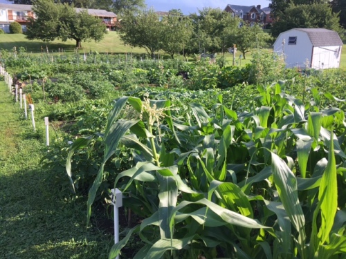 A lush garden with rows of green plants, including corn and other crops, under a clear blue sky.