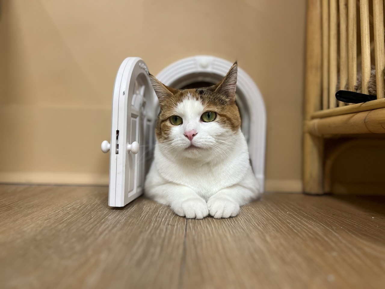 A cat with white and brown fur lies inside a small, open white door on a wooden floor, with a curtain and furniture in the background.