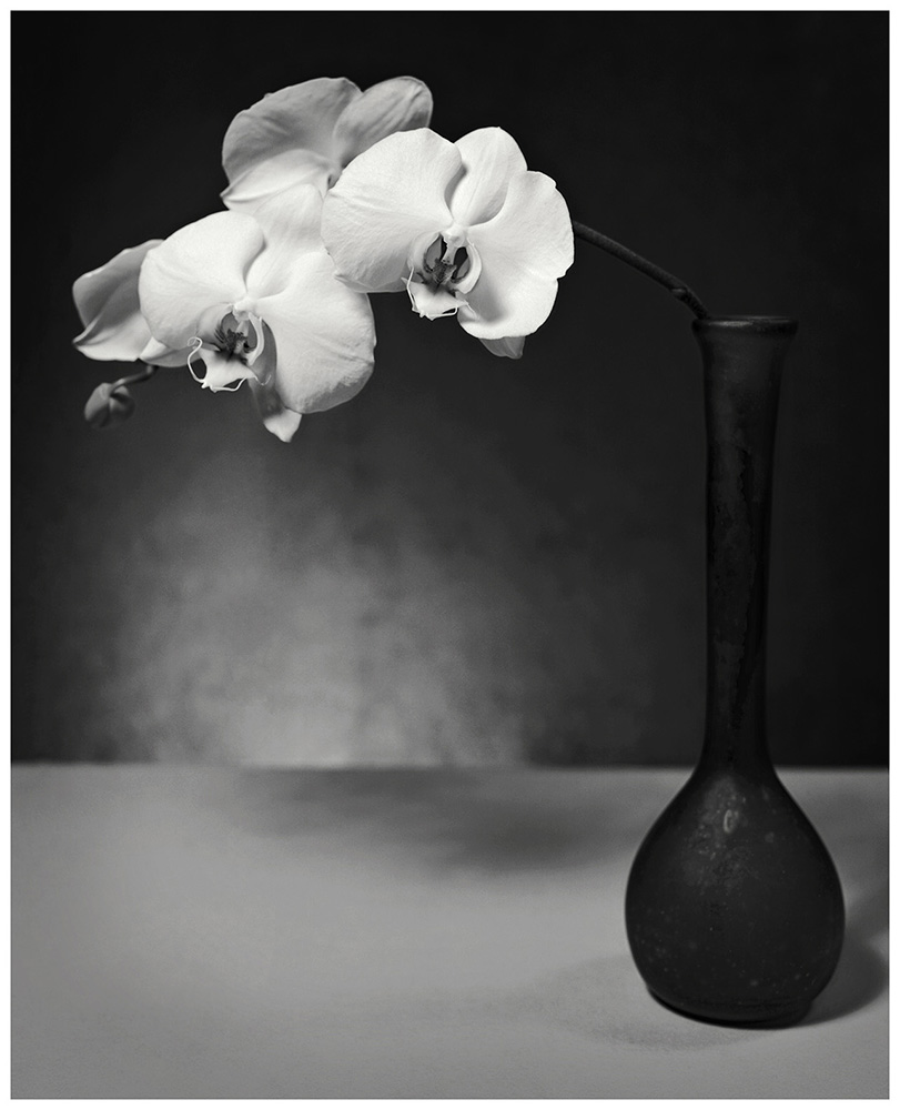 White orchids in a dark vase on a surface with a dark background.