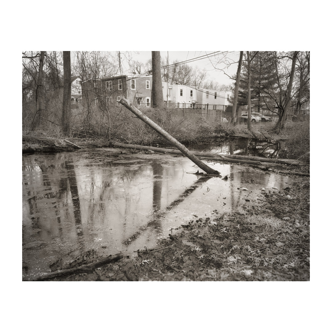 A fallen tree leans into a body of water with houses and trees in the background, in black and white.
