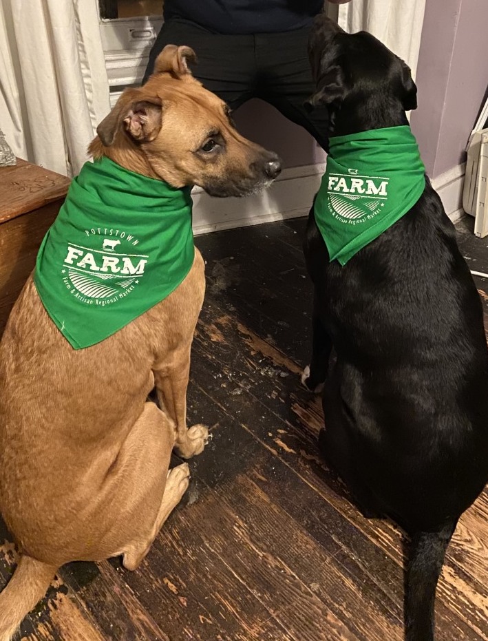 Two dogs sitting on a wooden floor, wearing green bandanas with white text, facing each other indoors.