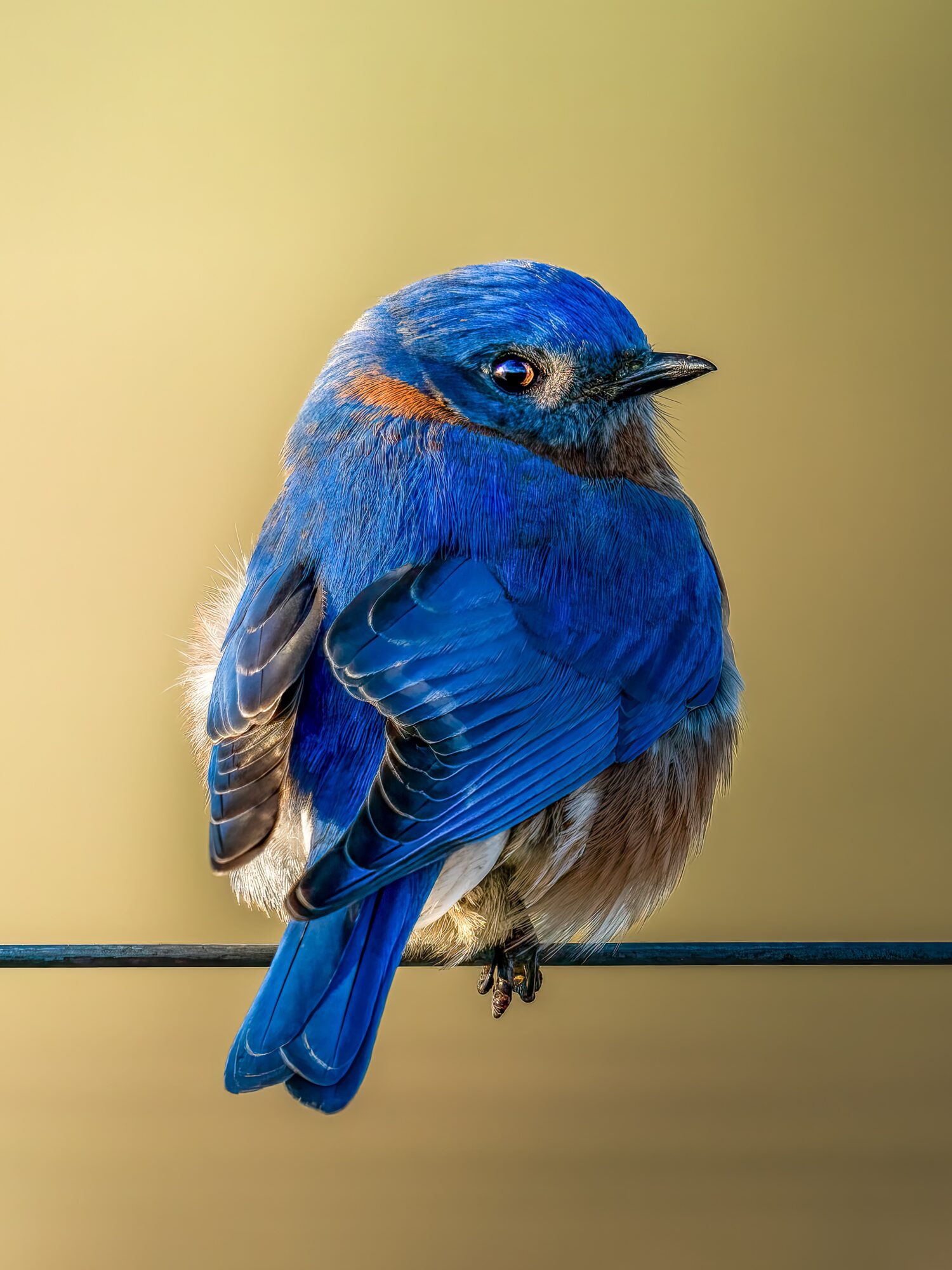 Colorful bird with blue and orange feathers perched on a thin wire against a blurred yellow background.