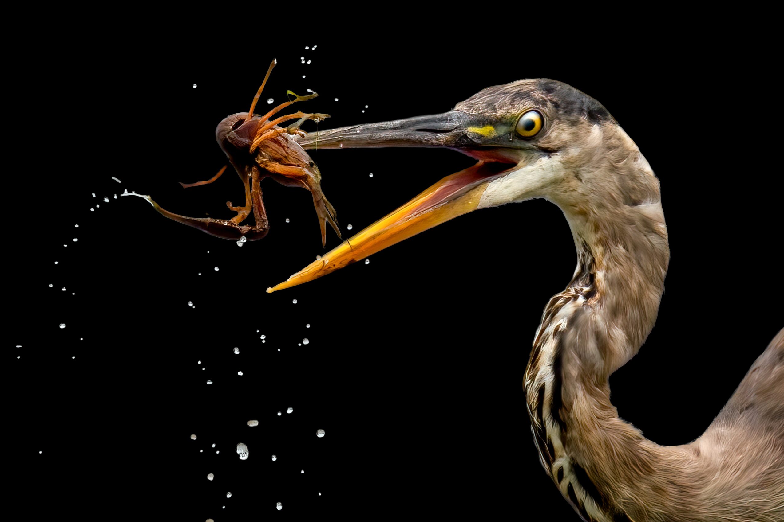 Heron catching a shrimp in its beak against a black background.