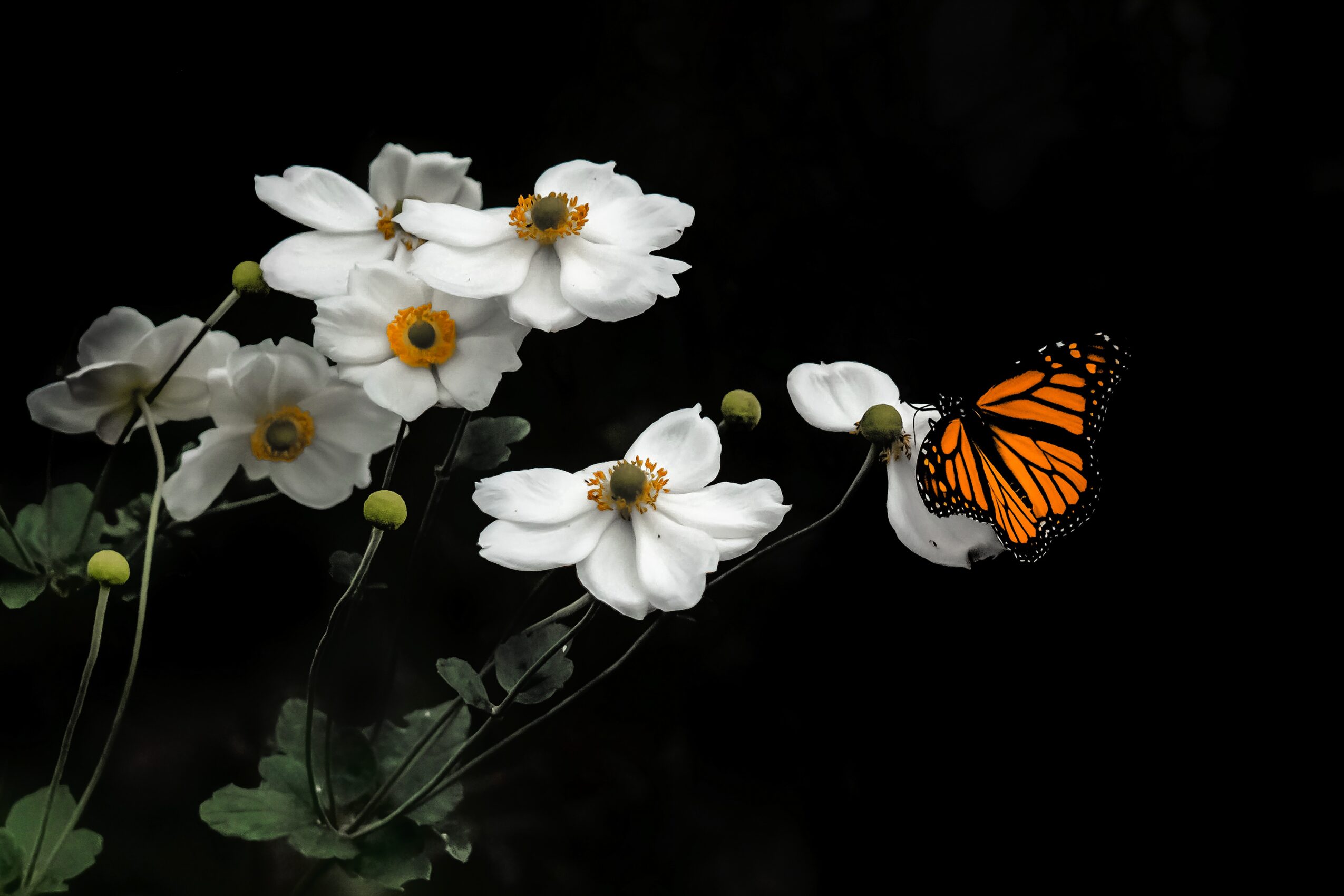White flowers with yellow centers and a monarch butterfly on a dark background.