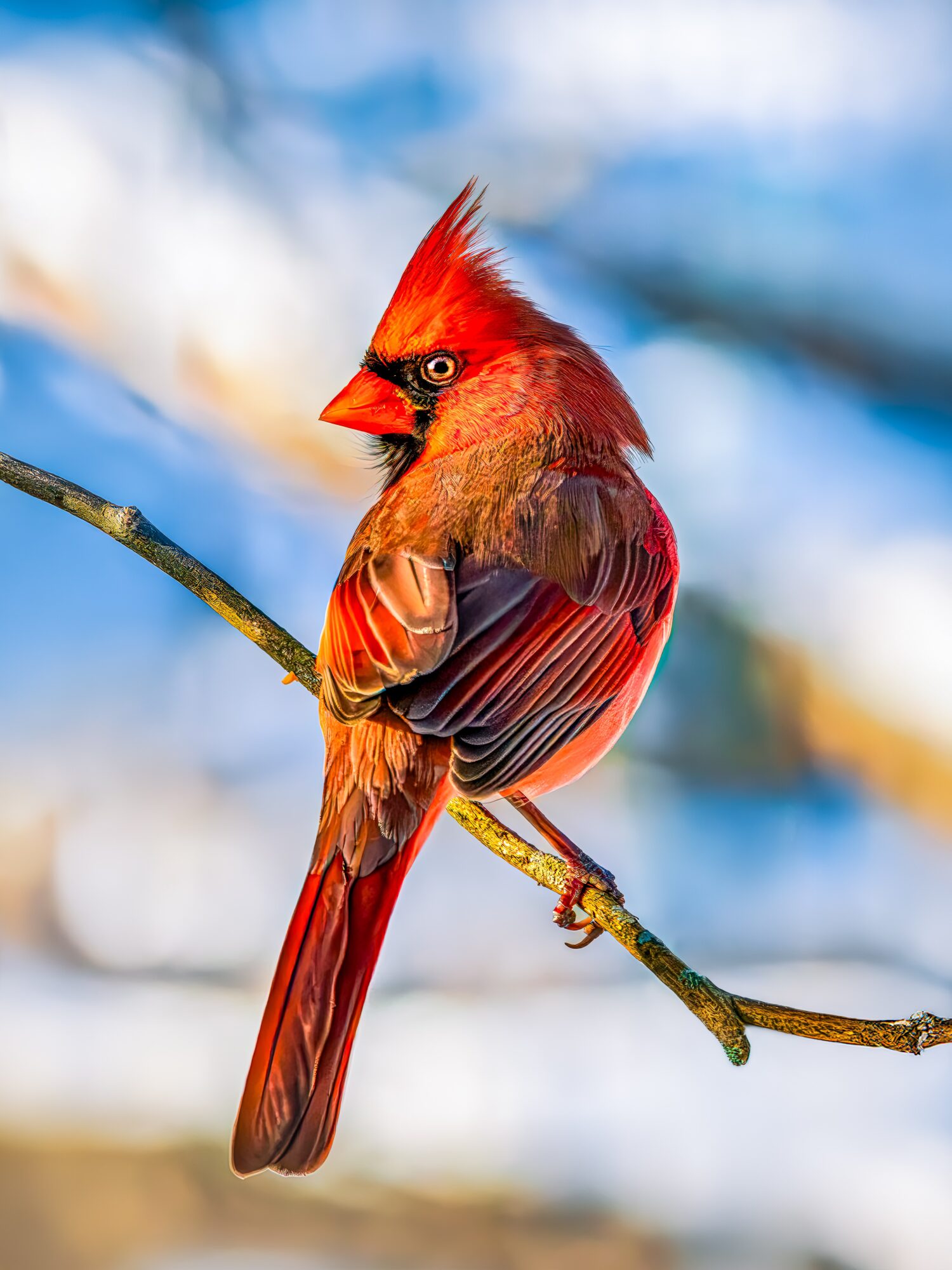 Bright red bird with a crest perched on a branch, with a blurred background of sky and trees.