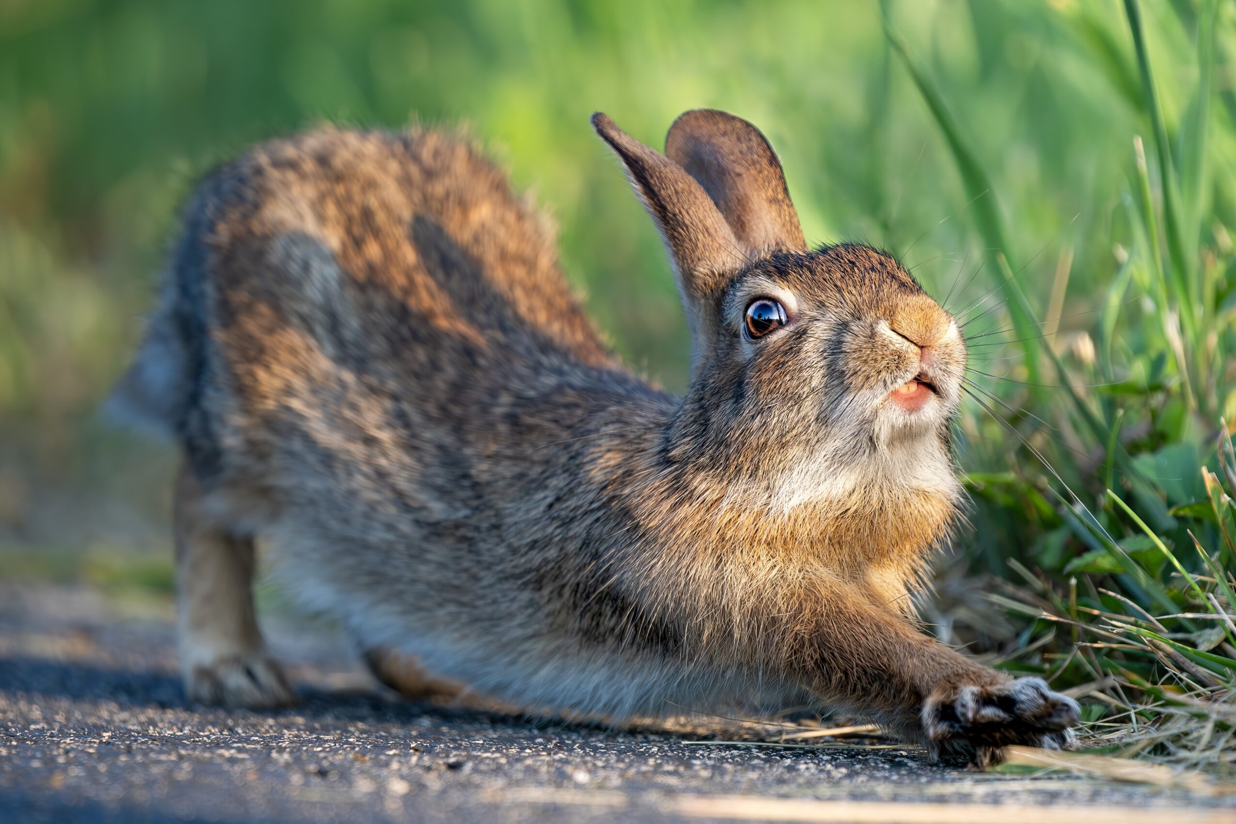 Rabbit stretching on ground with grass and greenery in background, facing right, with one eye visible and ears upright.