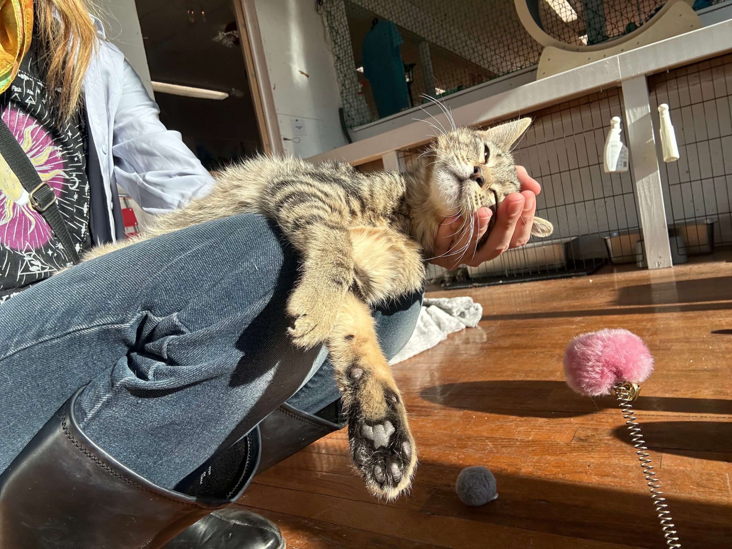 Person holding a relaxed tabby cat with closed eyes on their lap, indoors with wooden flooring and a pink toy nearby.