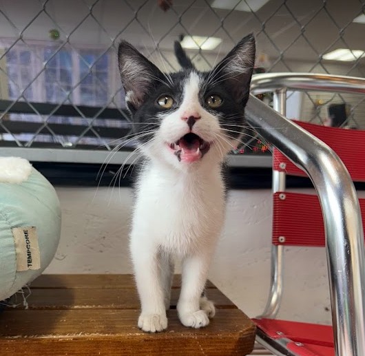 Black and white kitten with open mouth, standing on a wooden surface, behind a wire fence, with a red and silver object nearby.