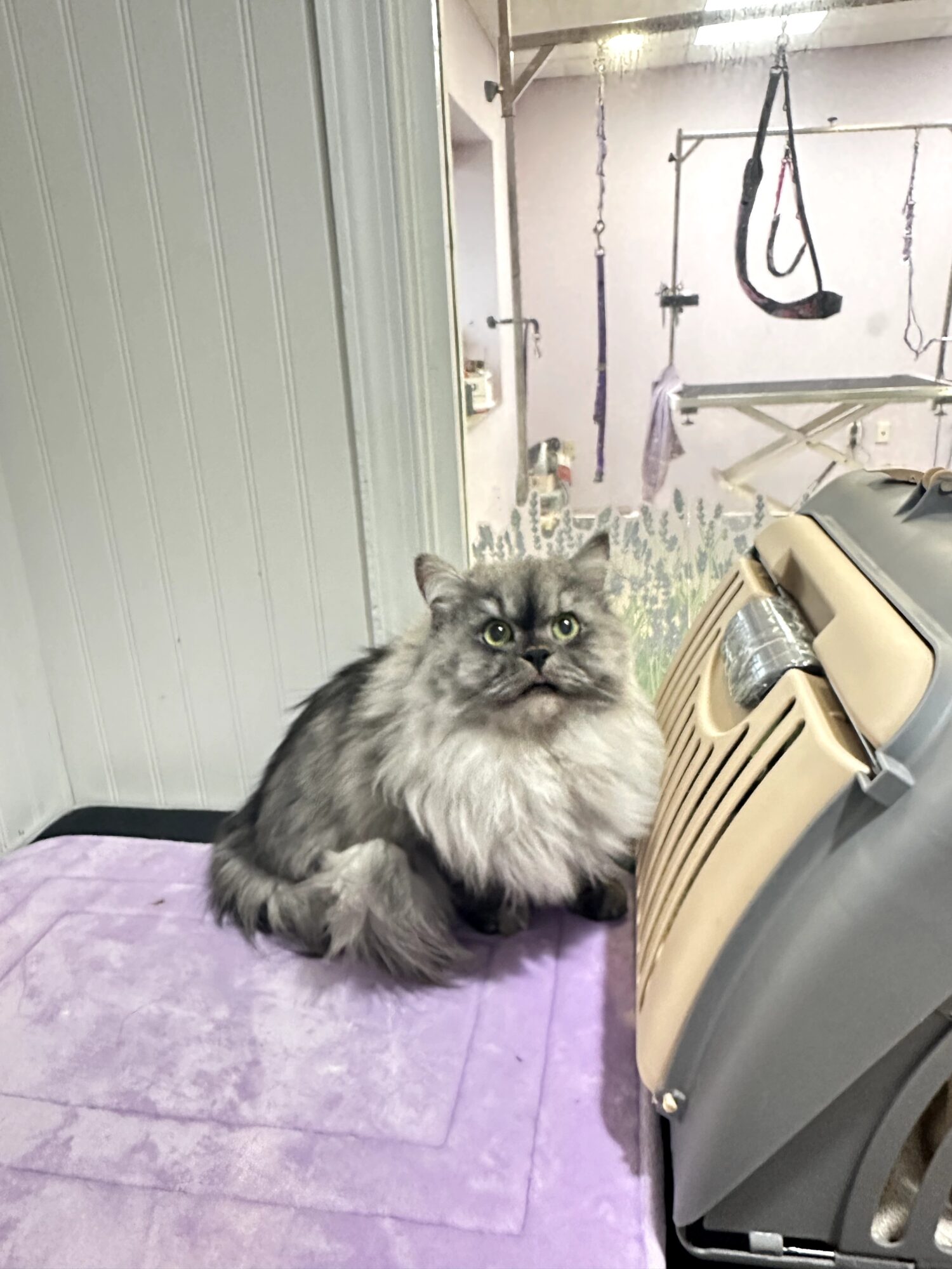Fluffy gray and white cat sitting on a purple towel next to a machine in a room with hanging tools.
