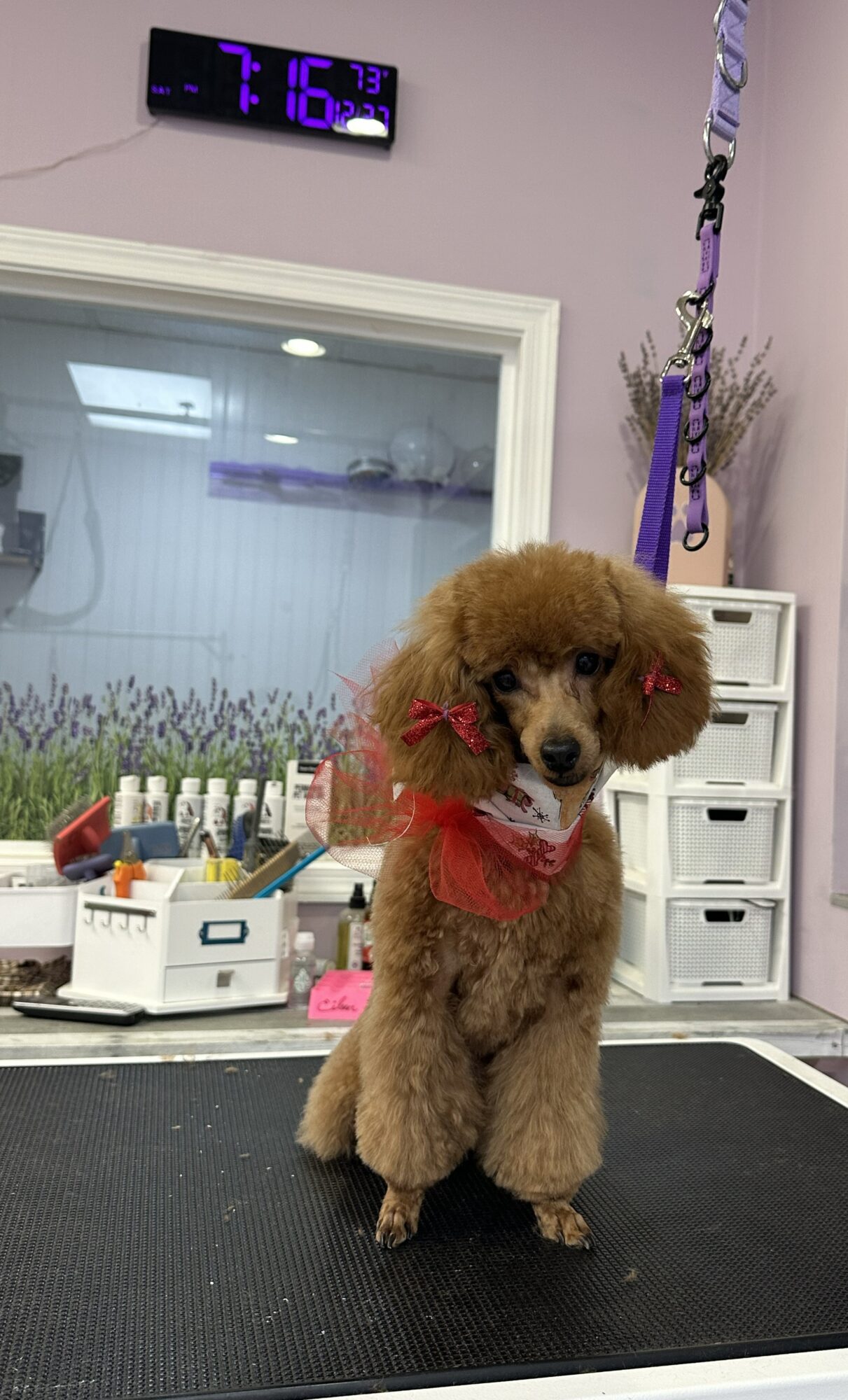 Poodle with red ears and bandana sitting on grooming table in pet salon, background with grooming supplies and window.