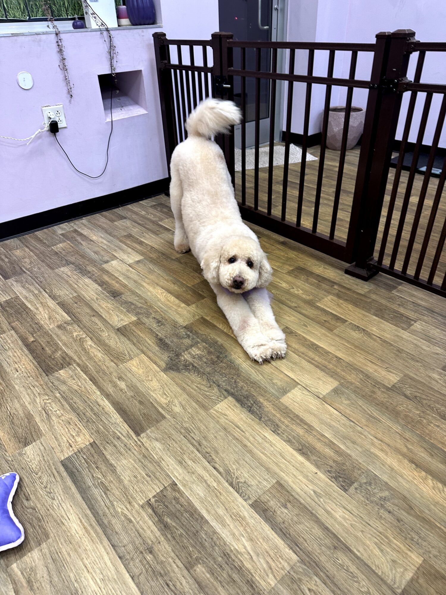 Dog lying on its back with paws stretched out, inside a room with wooden floor and black gate.