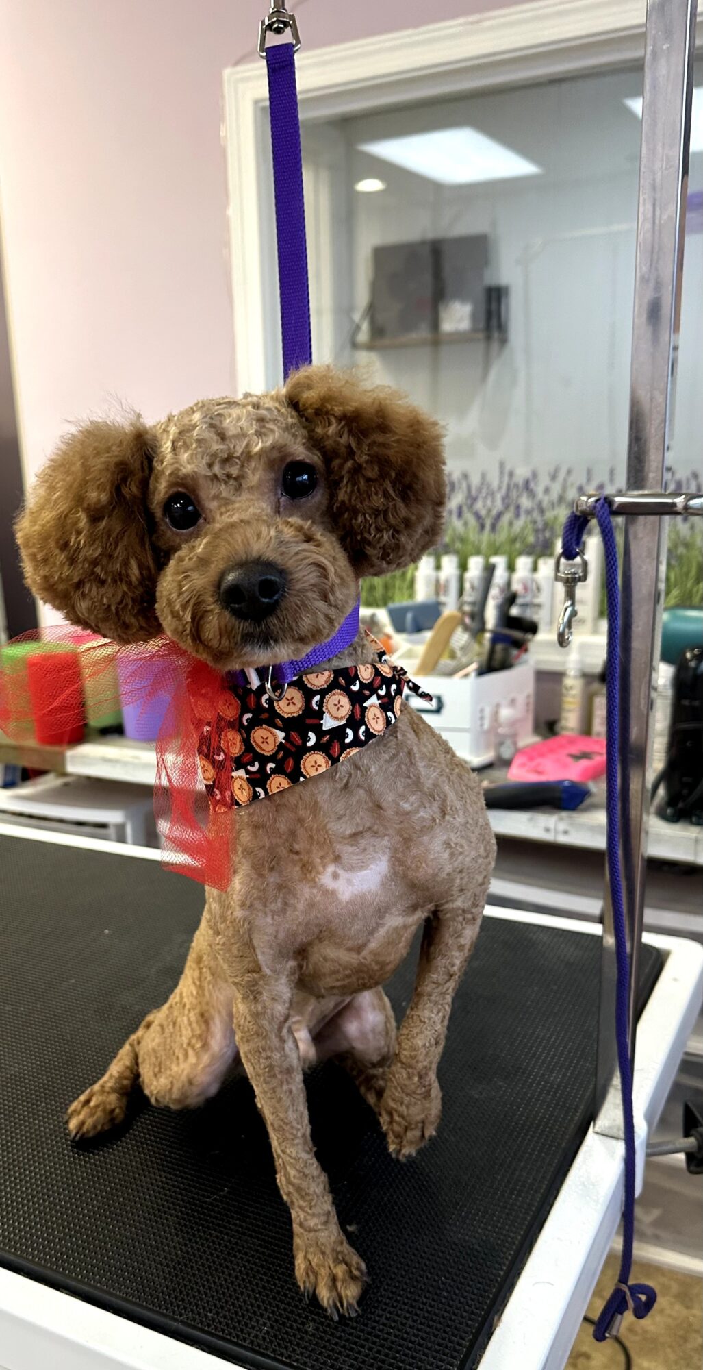 Small dog with curly ears and a floral collar sitting on a grooming table in a pet salon.