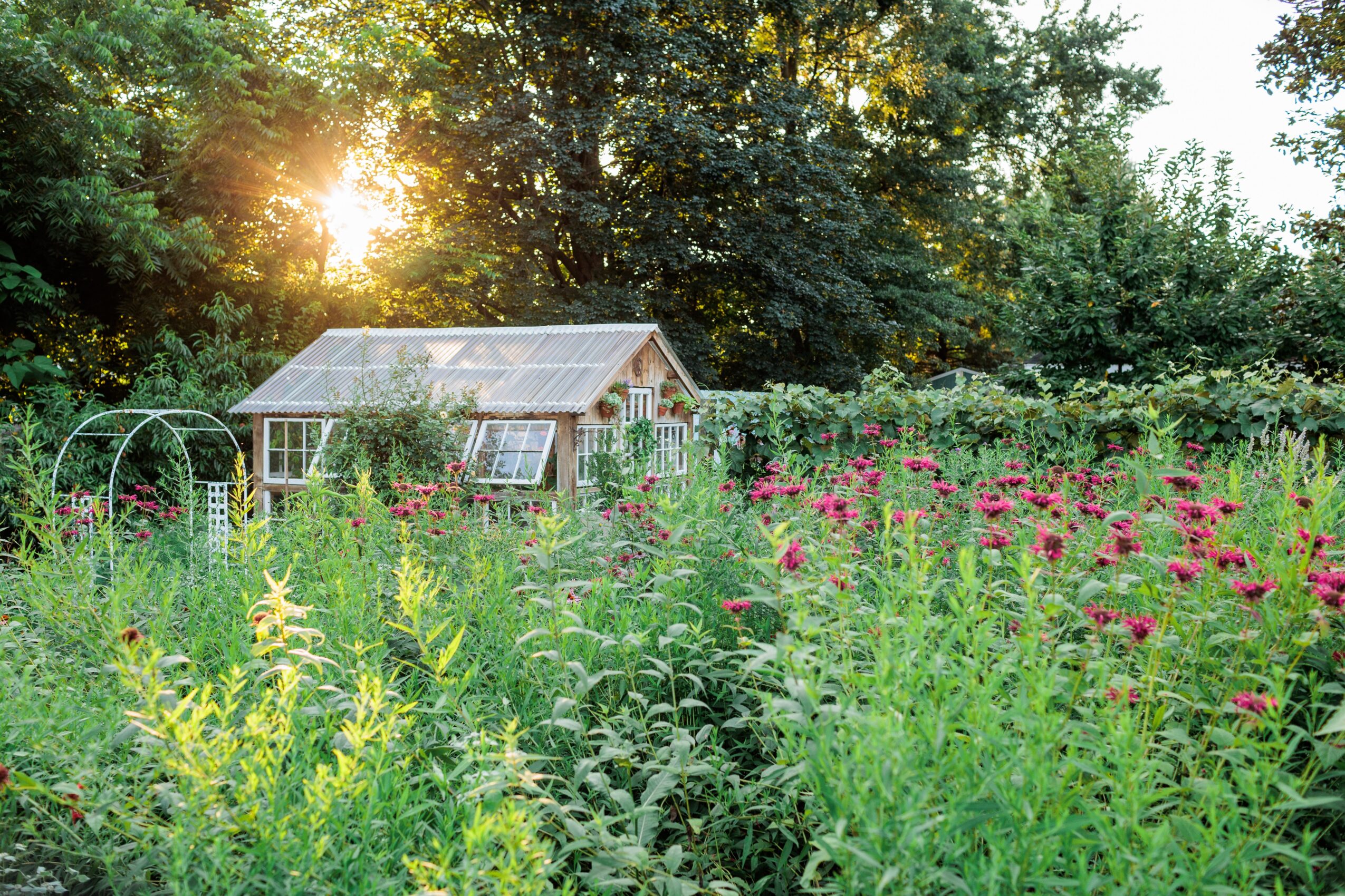 Sunlight shines over a garden with a greenhouse and colorful flowers, surrounded by trees and greenery.