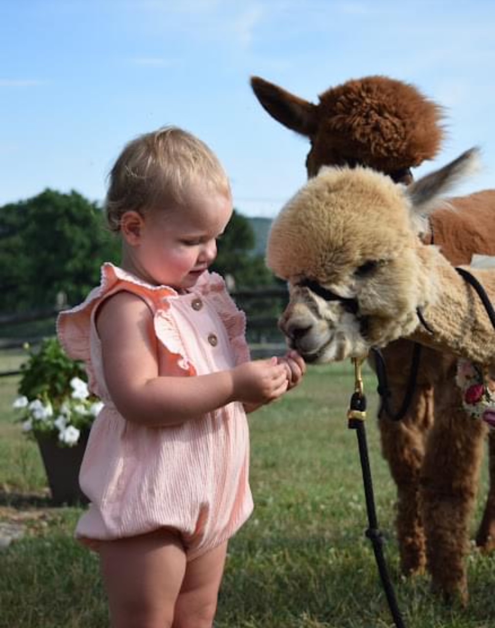 Young girl in pink outfit interacting with a llama and alpaca outdoors on a sunny day.
