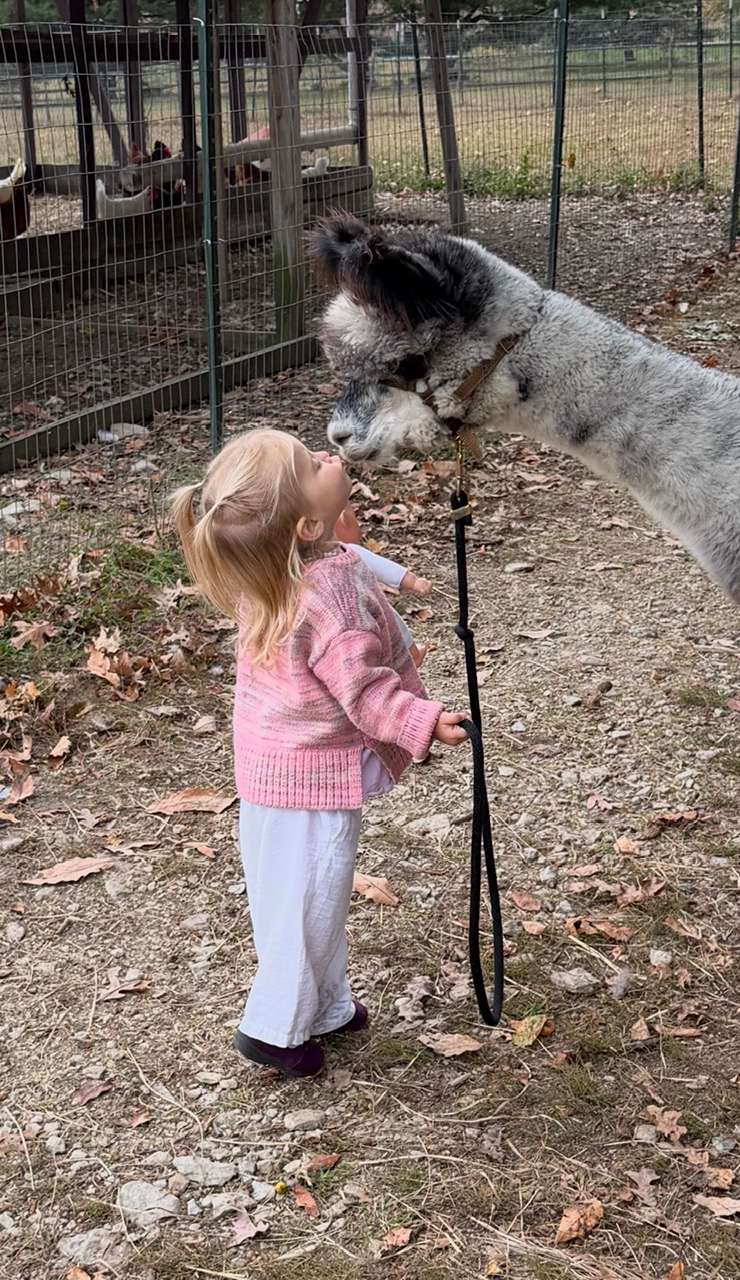 Young girl in pink sweater and gray pants interacts with a llama outdoors, surrounded by trees and a fenced enclosure.