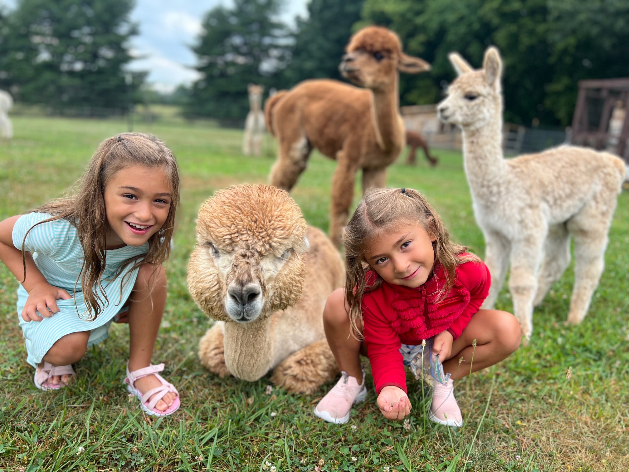 Two children smiling with alpacas and llamas in a grassy field, trees in the background.