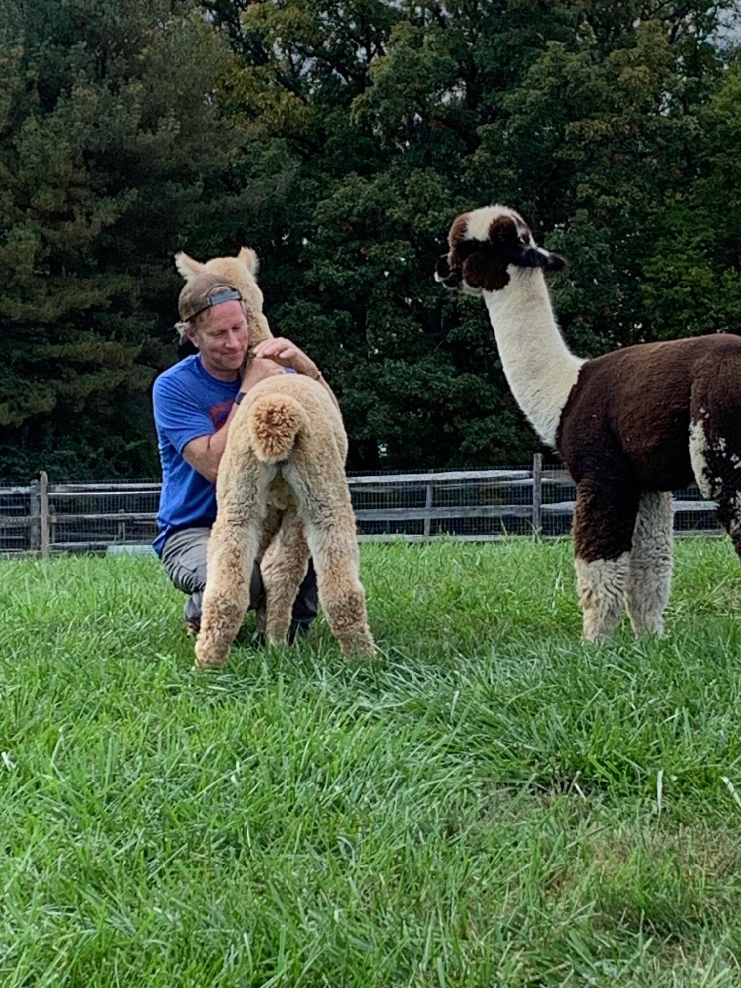 Person in blue jacket standing next to a llama in a grassy field, with trees in the background.