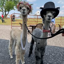 Two llamas outdoors, one with a flower crown and the other wearing a black hat, standing on gravel with a fence and trees in background.