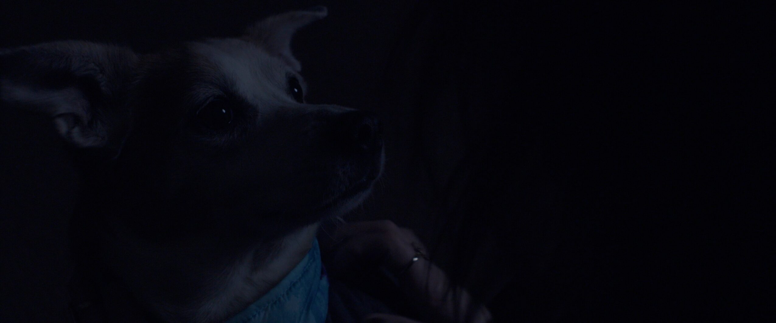 Dark image of a dog with a blue collar, partially visible in low light.