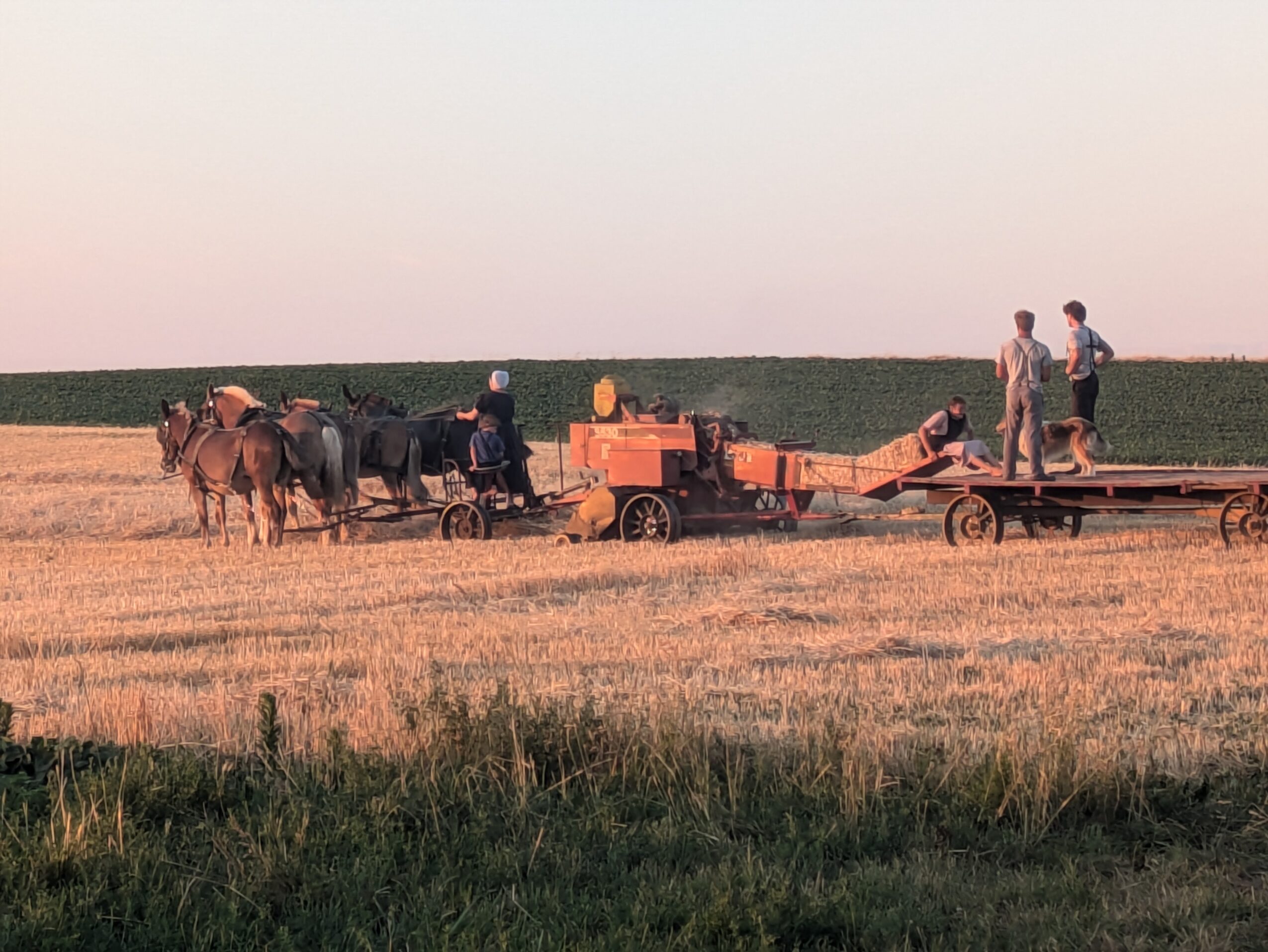 People working with horses and a tractor in a field during sunset, with a clear sky and open landscape.