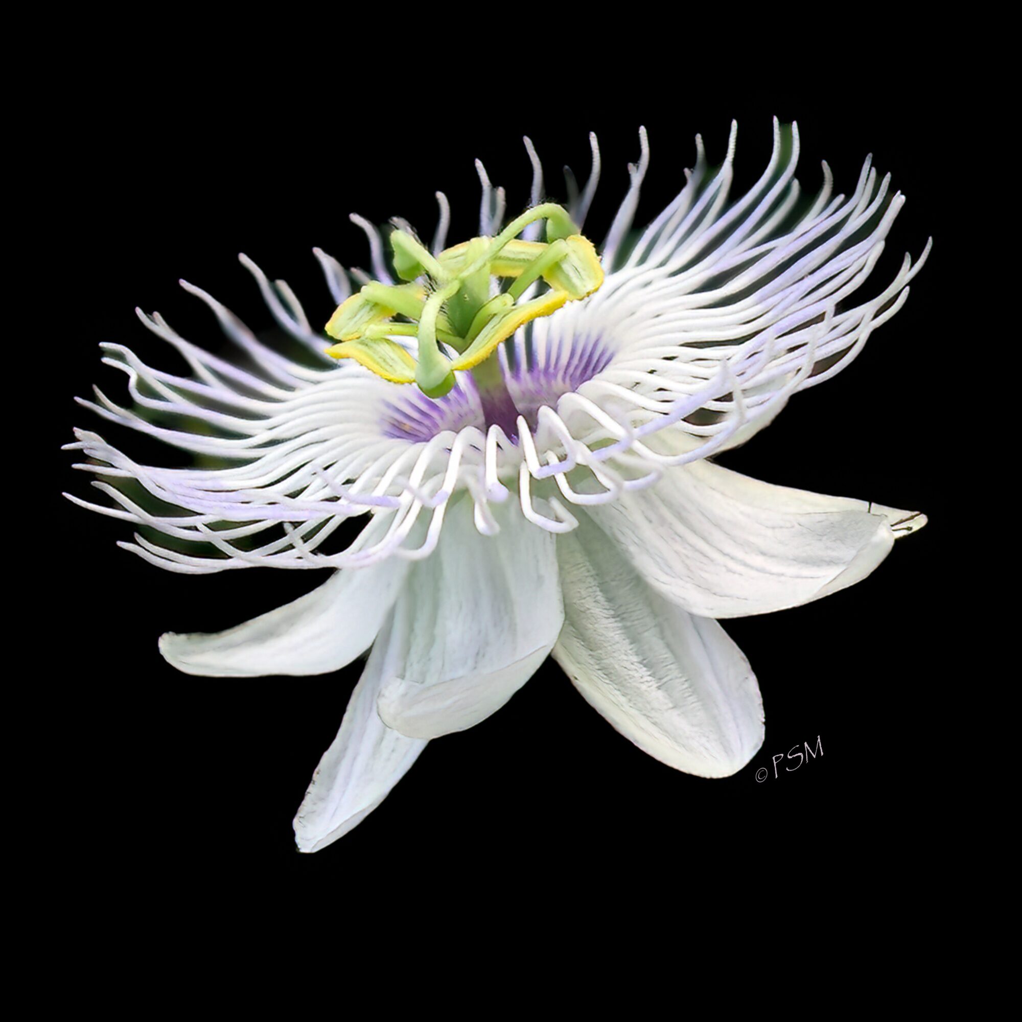 A white passionflower with purple and green details, isolated on black background.