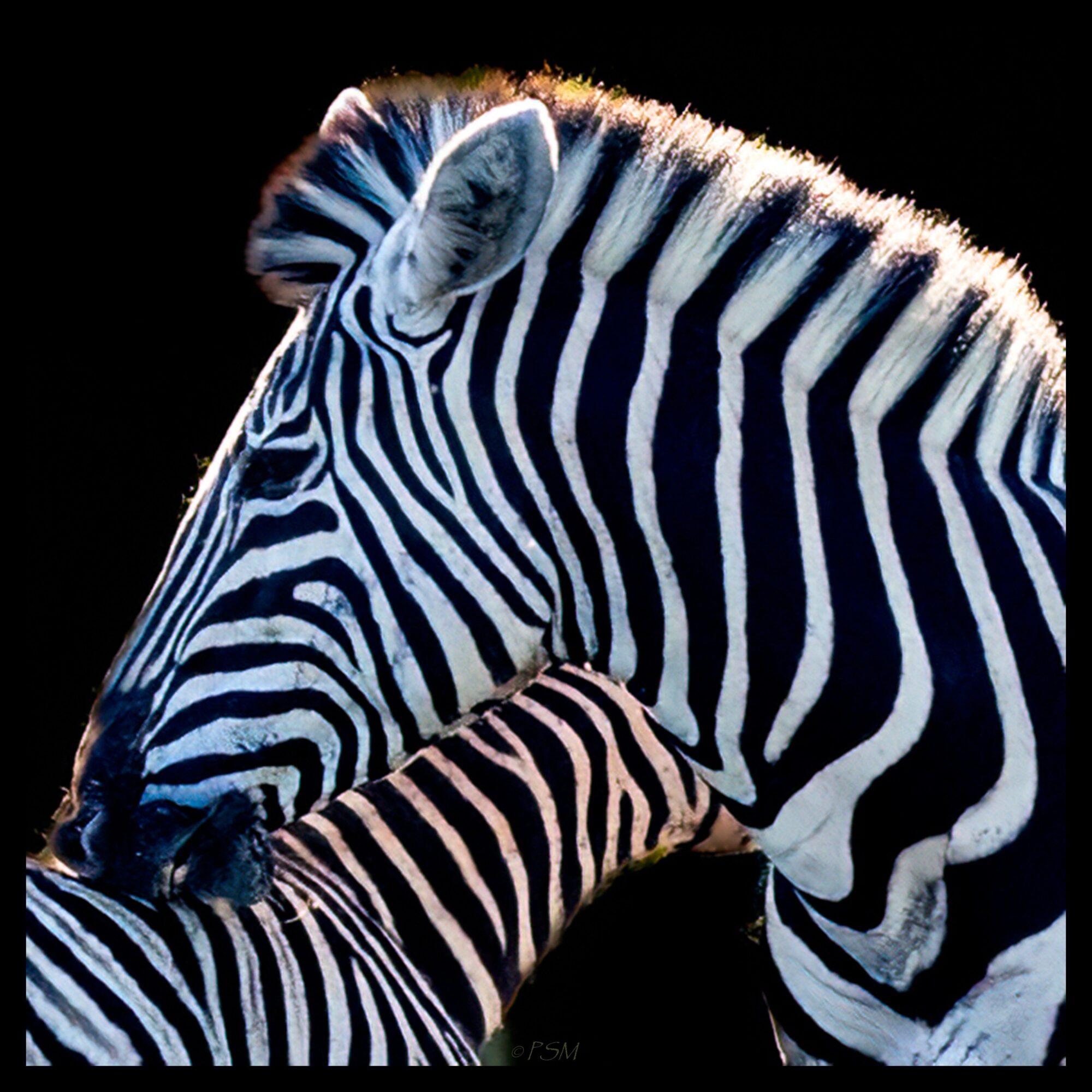 Two zebras, one larger and one smaller, with black and white stripes, close together against a black background.