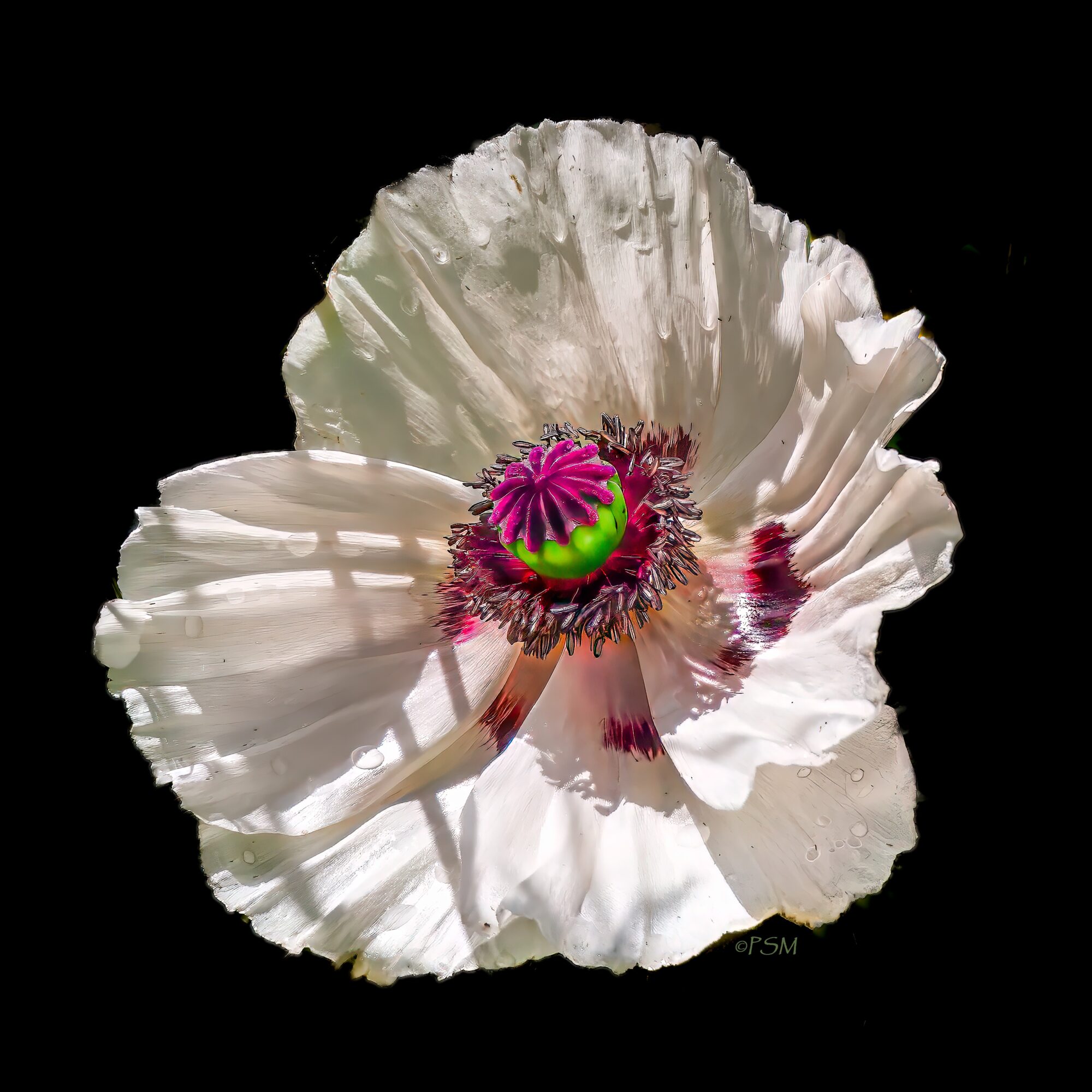 Close-up of a white flower with a colorful center against a black background.