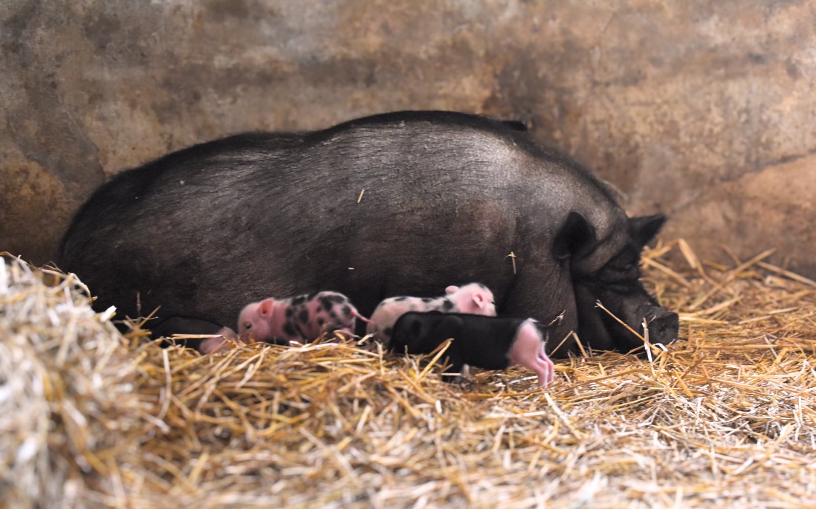 A black pig lying on straw with piglets nursing nearby in a barn, wall in background.