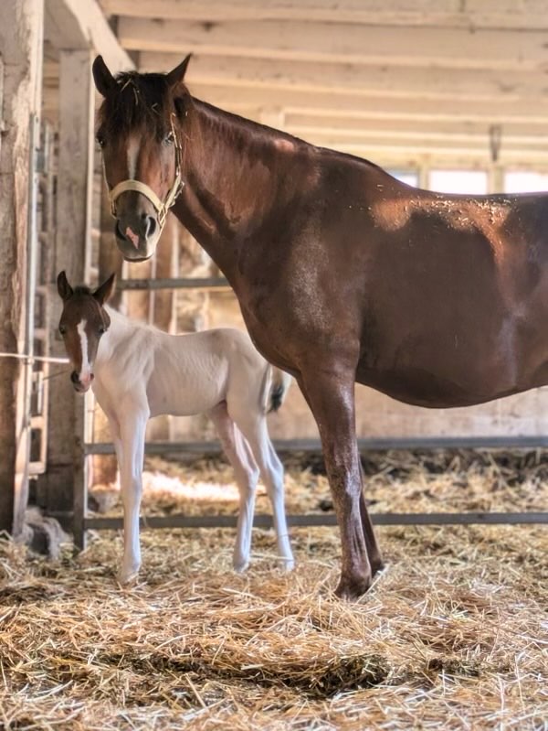 Adult horse and foal standing inside a barn, with hay on the ground and wooden walls in the background.
