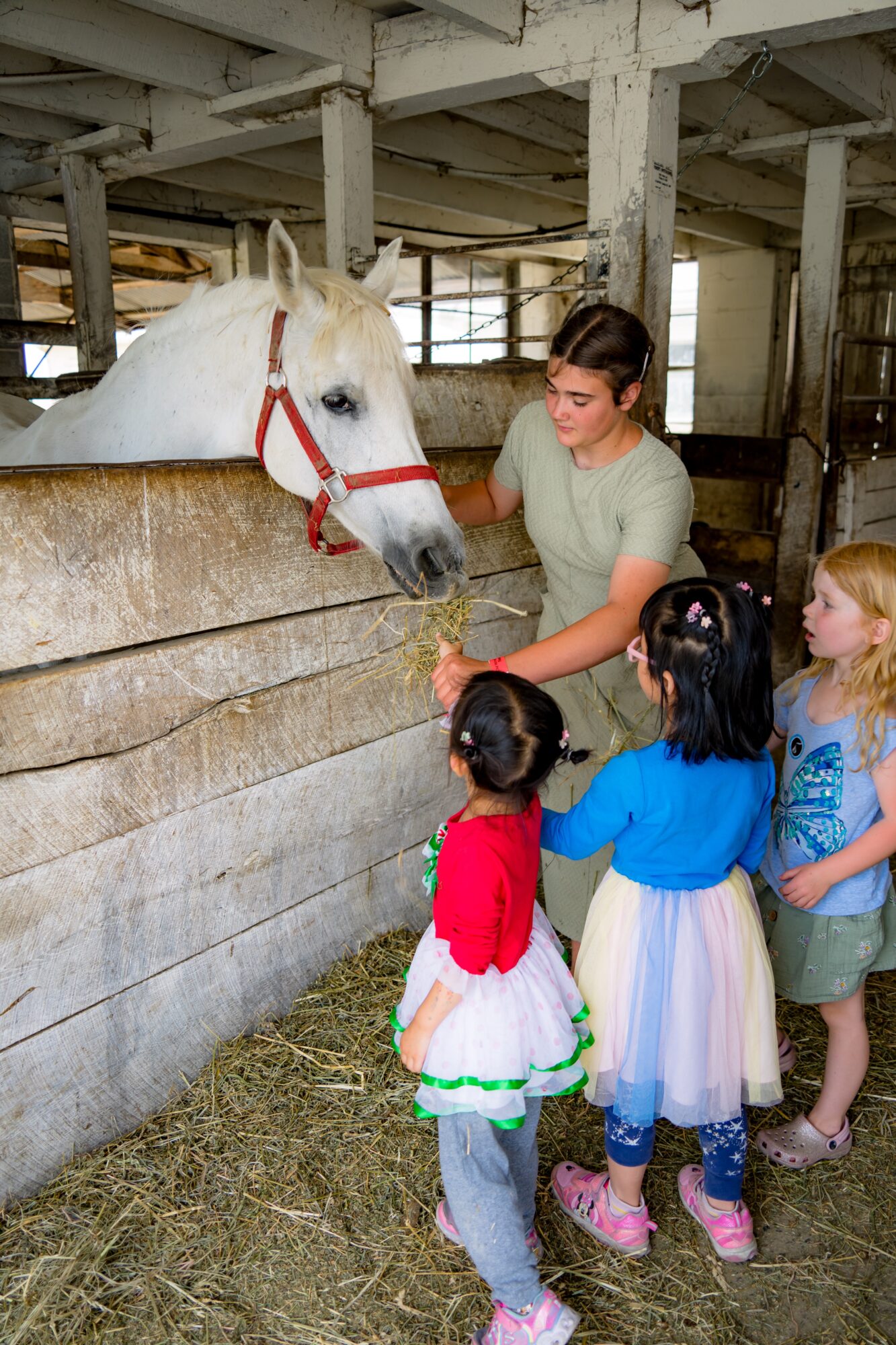 Woman and children interact with a white horse in a stable, with wooden walls and hay on the ground.