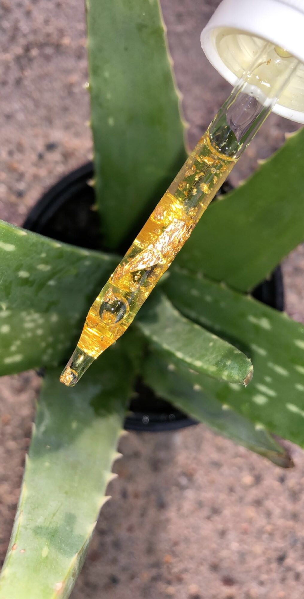 A dropper with yellow liquid resting on an aloe vera plant with thick, green, spotted leaves.